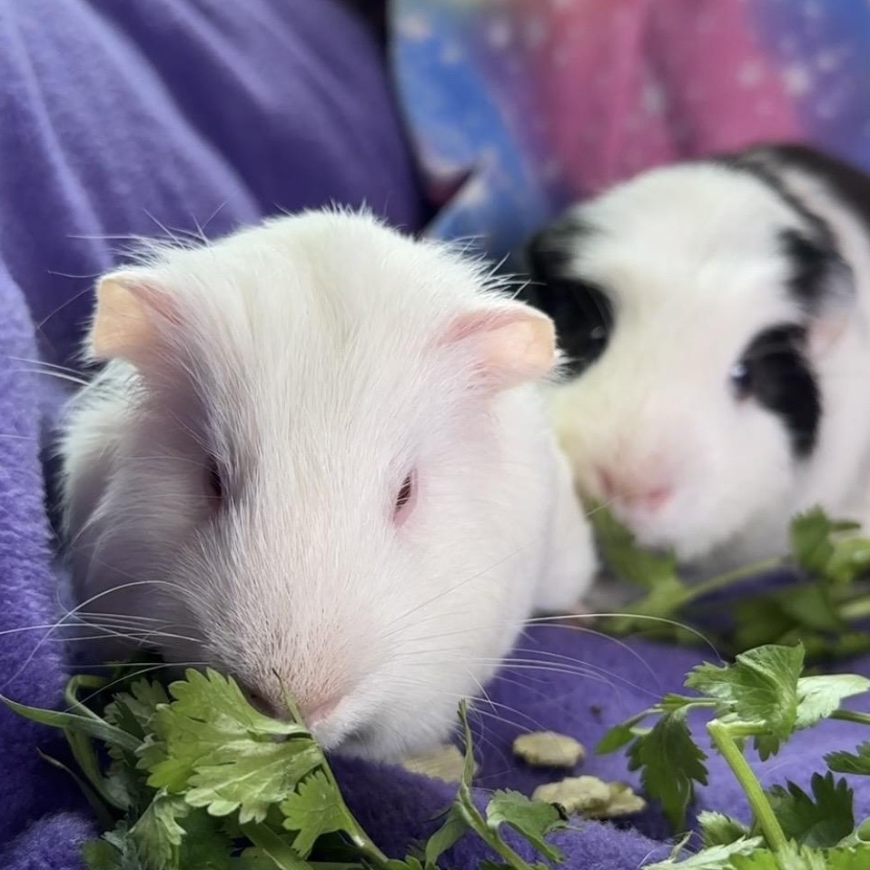 Husk & Doogan- special needs, ADOPTABLE, Young Male Short-Haired.