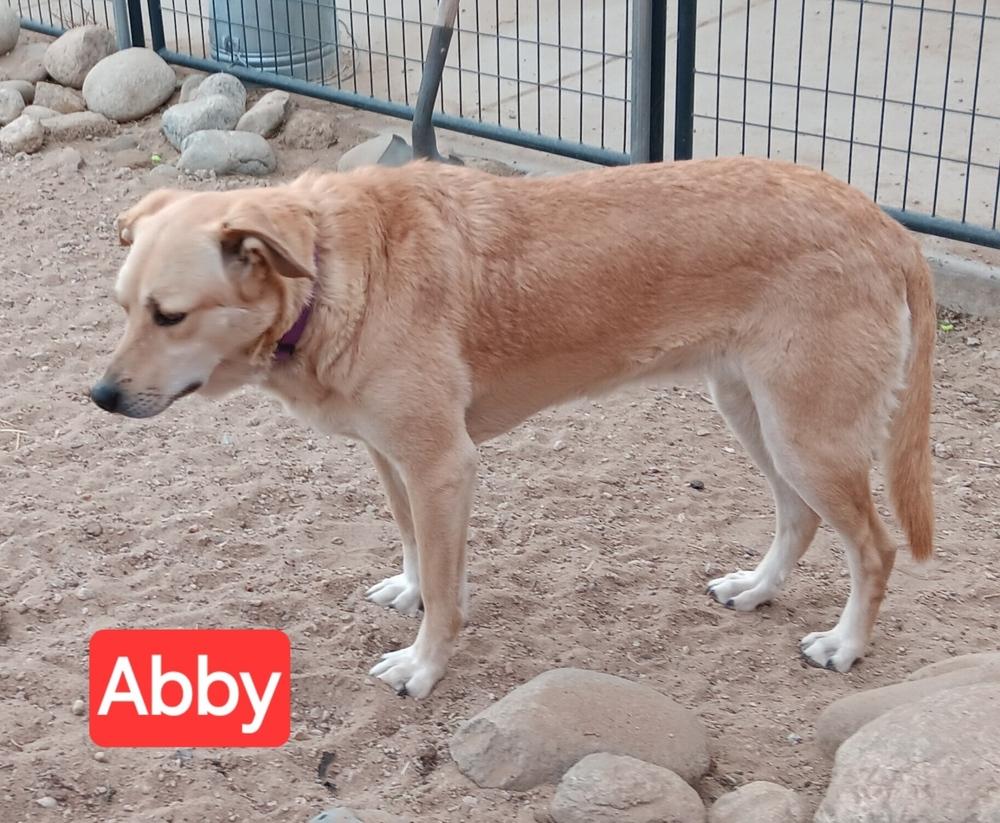 Abby, Adoptable, Young Female Mixed Breed.