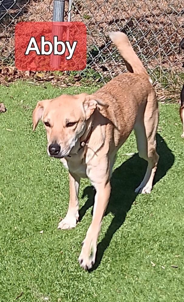 Enlarge Abby, a Adoptable mixed breed in Fort Lupton, CO image 2/2