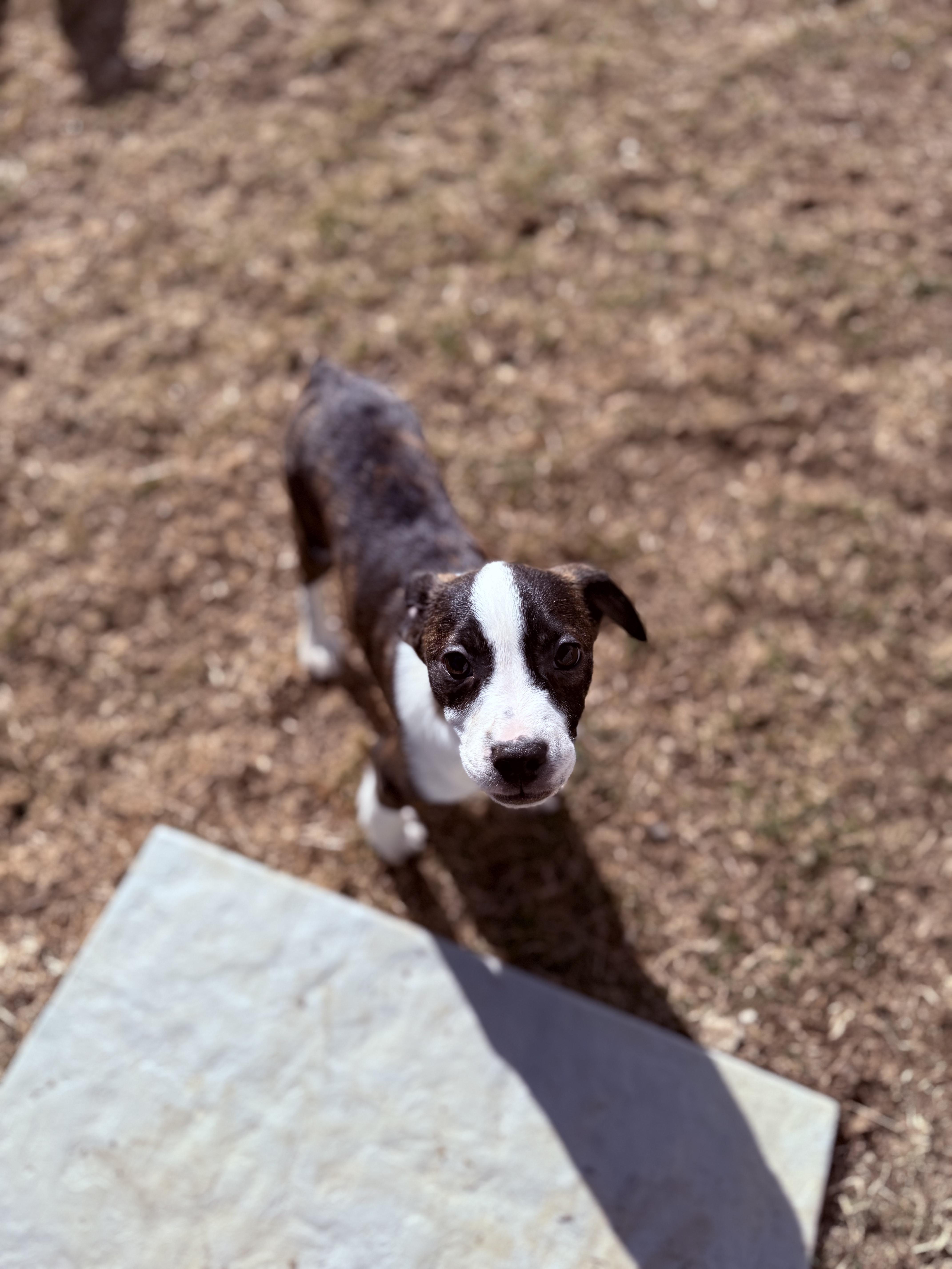 Bossie Boys - Adoptable Pet | Petfinder | Petfinder