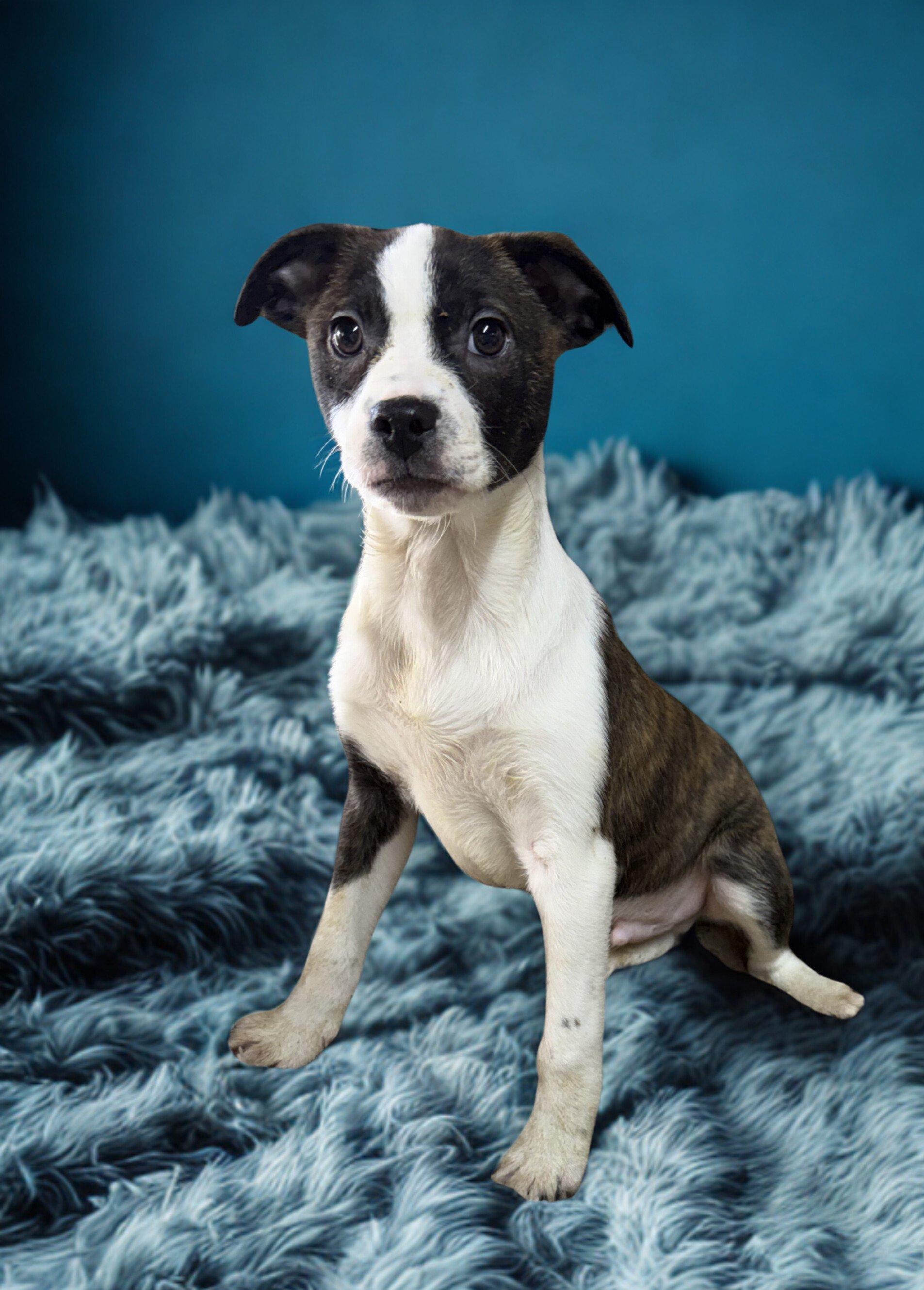 Bossie Boys, a ADOPTABLE mixed breed in Brazil, IN image 1/3