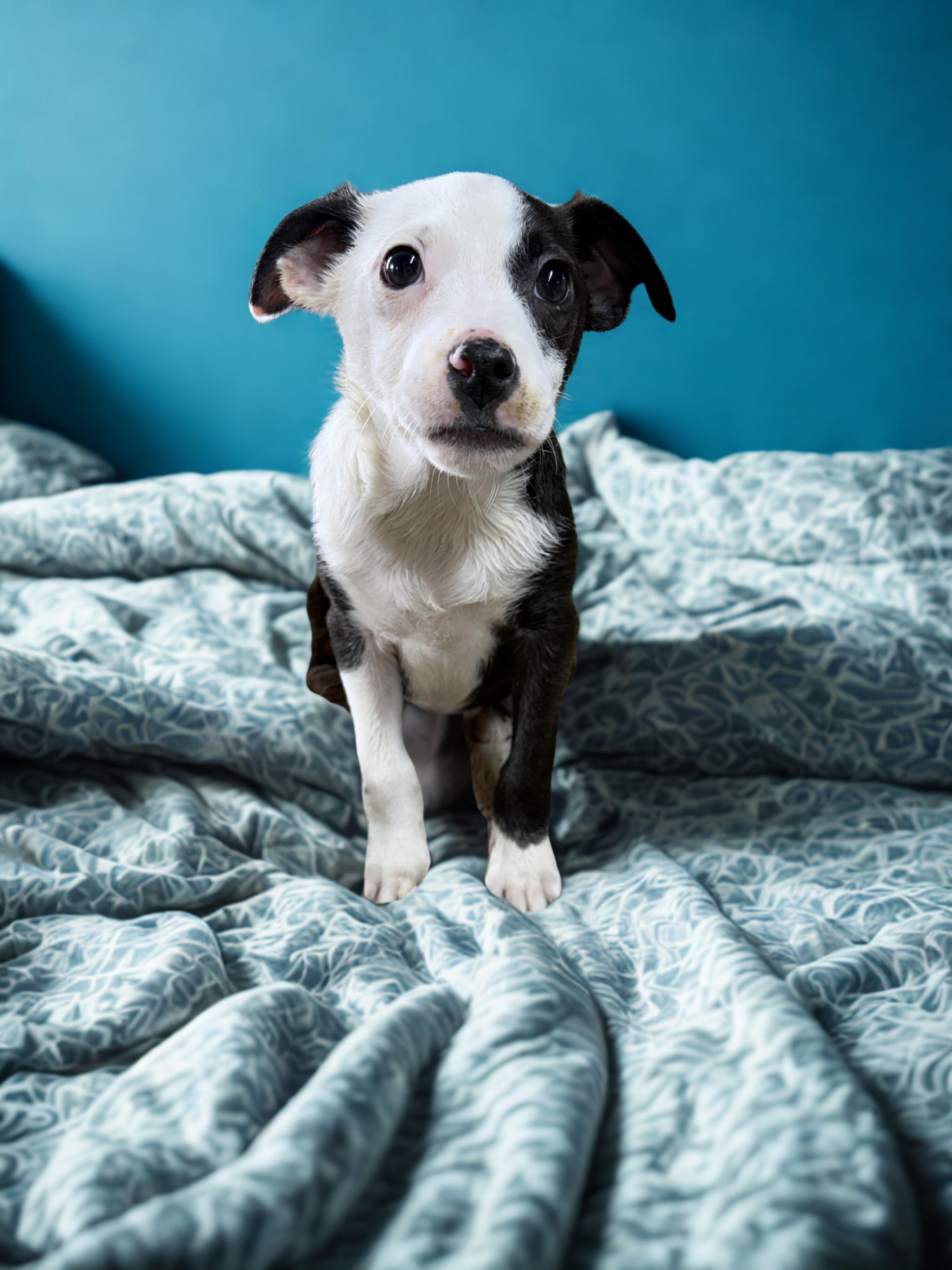 Bossie Boys, a ADOPTABLE mixed breed in Brazil, IN image 2/3