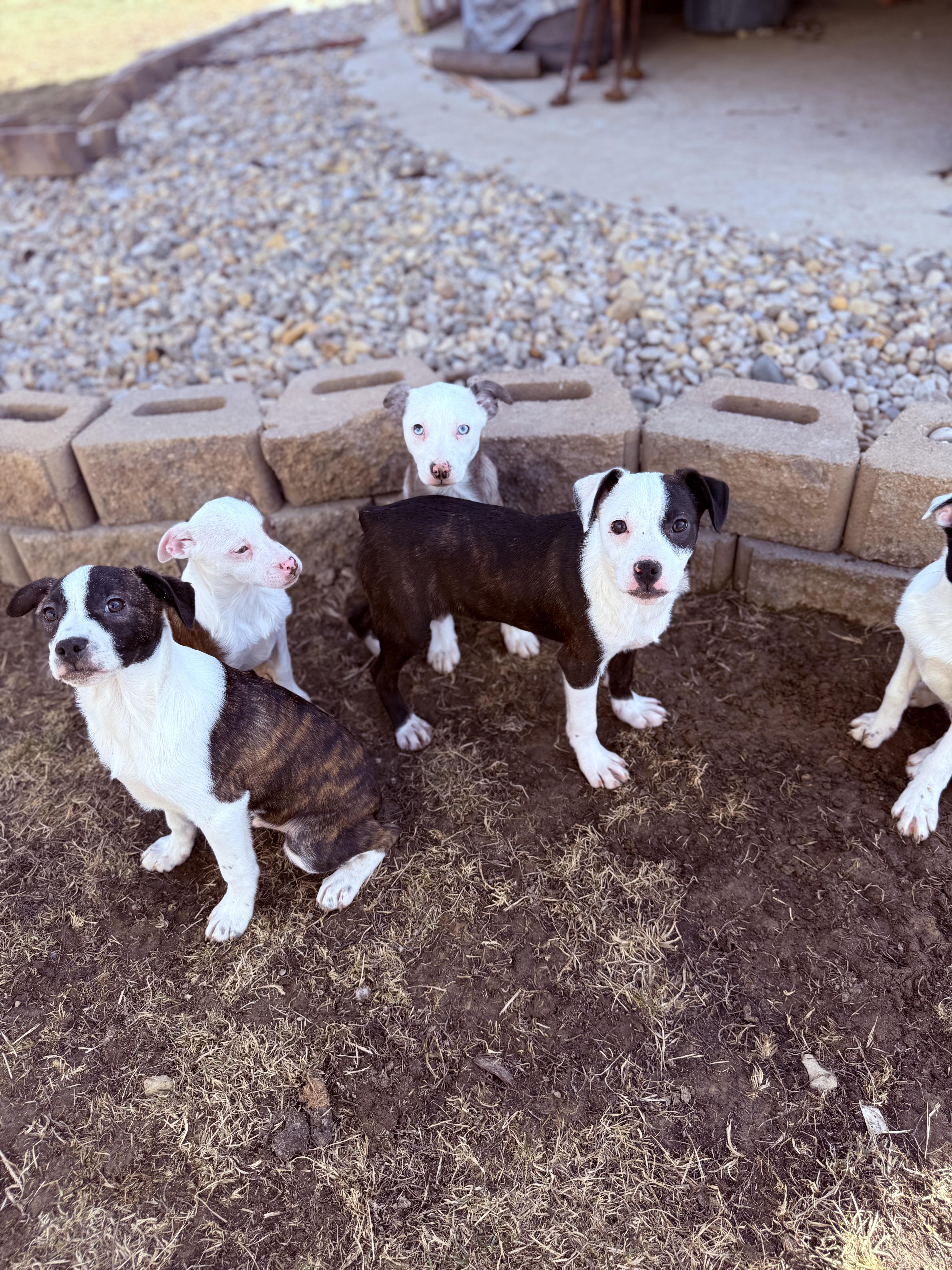 Bossie Boys, ADOPTABLE, Young Male Boston Terrier & Australian Shepherd.