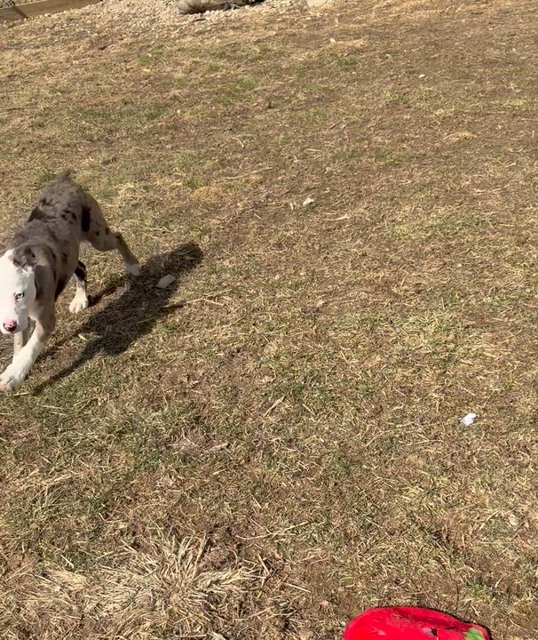 Enlarge Bossie Boys, a ADOPTABLE mixed breed in Brazil, IN video 5/5