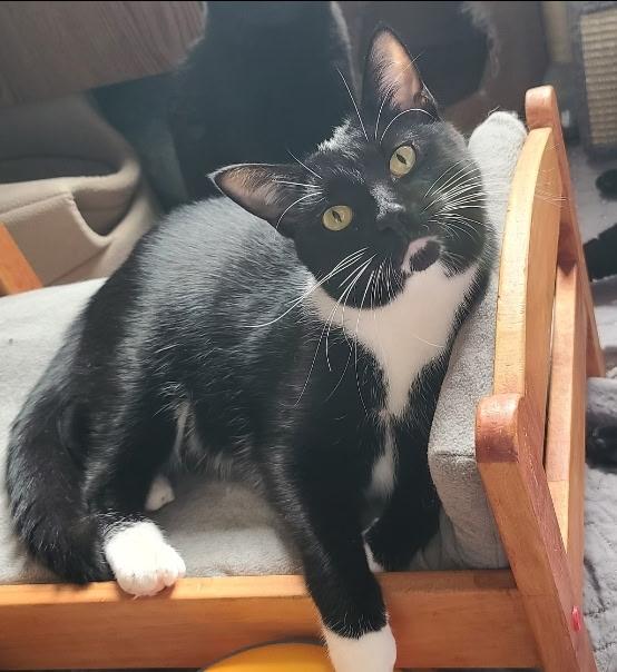 Enlarge Nova, a ADOPTABLE Tuxedo in Temple, PA image 3/4