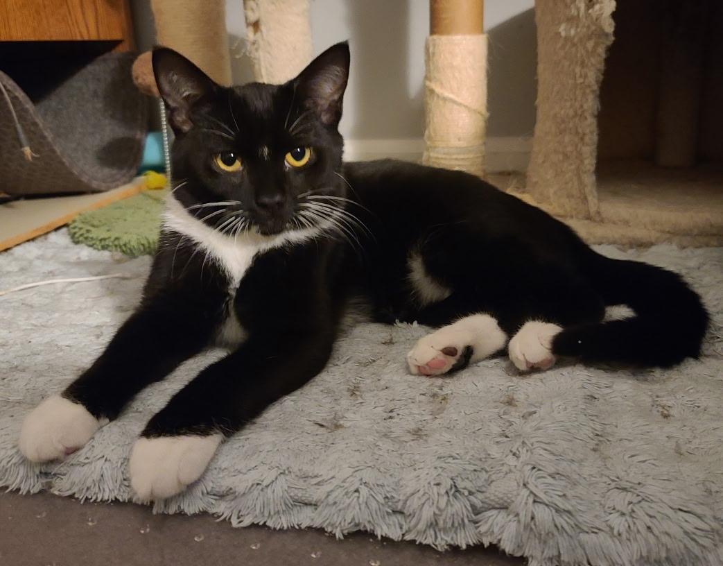 Nova, ADOPTABLE, Adult Male Tuxedo.