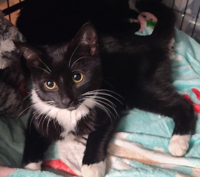 Enlarge Nova, a ADOPTABLE Tuxedo in Temple, PA image 2/4