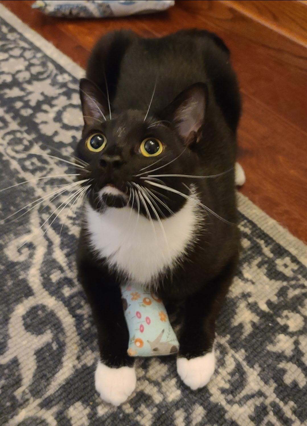 Enlarge Nova, a ADOPTABLE Tuxedo in Temple, PA image 4/4
