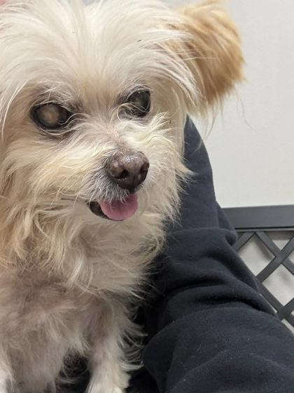 Spirit, Adoptable, Senior Female Mixed Breed & Mixed Breed.