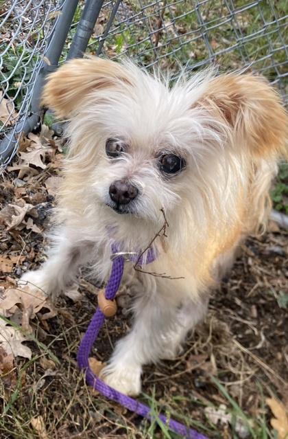 Enlarge Spirit, a Adoptable Mixed Breed in Hobart, IN image 2/3
