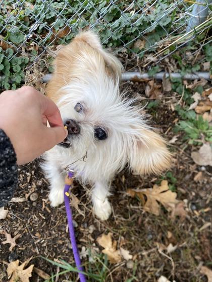 Enlarge Spirit, a Adoptable Mixed Breed in Hobart, IN image 3/3