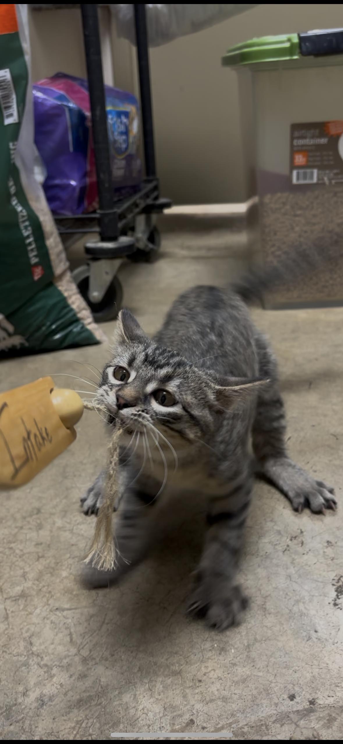 Enlarge Evie, a ADOPTABLE Domestic Short Hair in Collierville, TN image 2/3