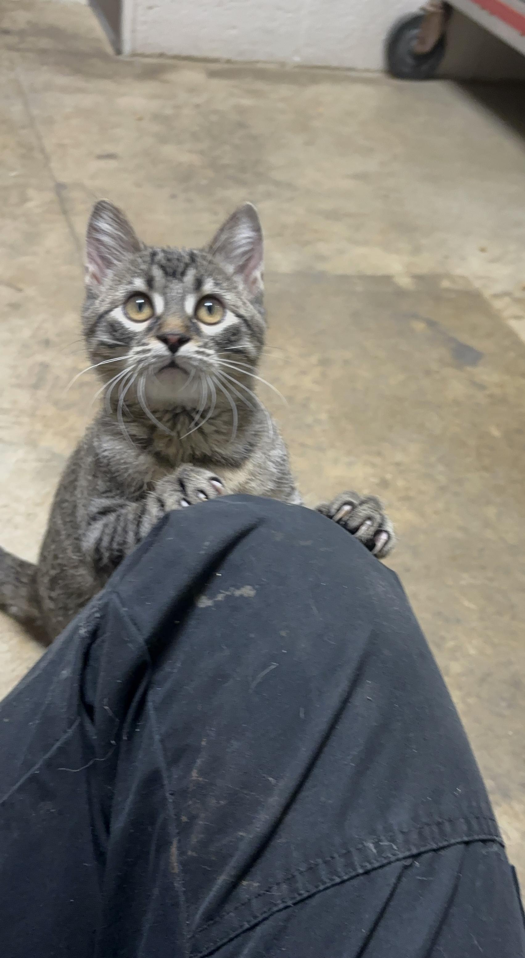 Evie, ADOPTABLE, Kitten Female Domestic Short Hair.