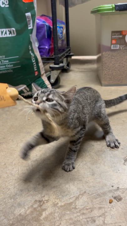 Enlarge Evie, a ADOPTABLE Domestic Short Hair in Collierville, TN video 3/3