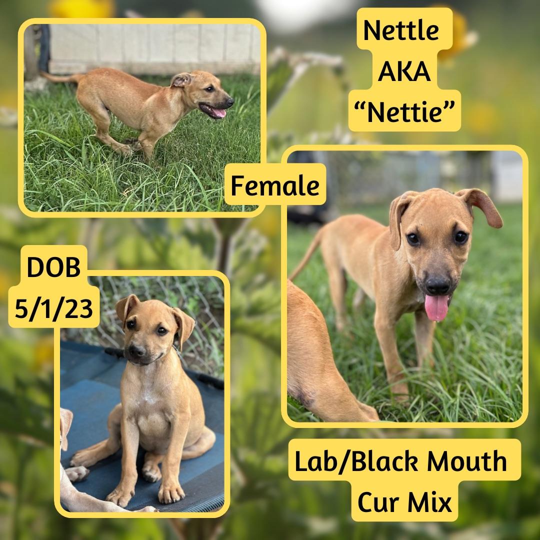 Dog For Adoption Nettle AKA Nettie A Labrador Retriever Black dog-for-adoption-nettle-aka-nettie-a-labrador-retriever-black