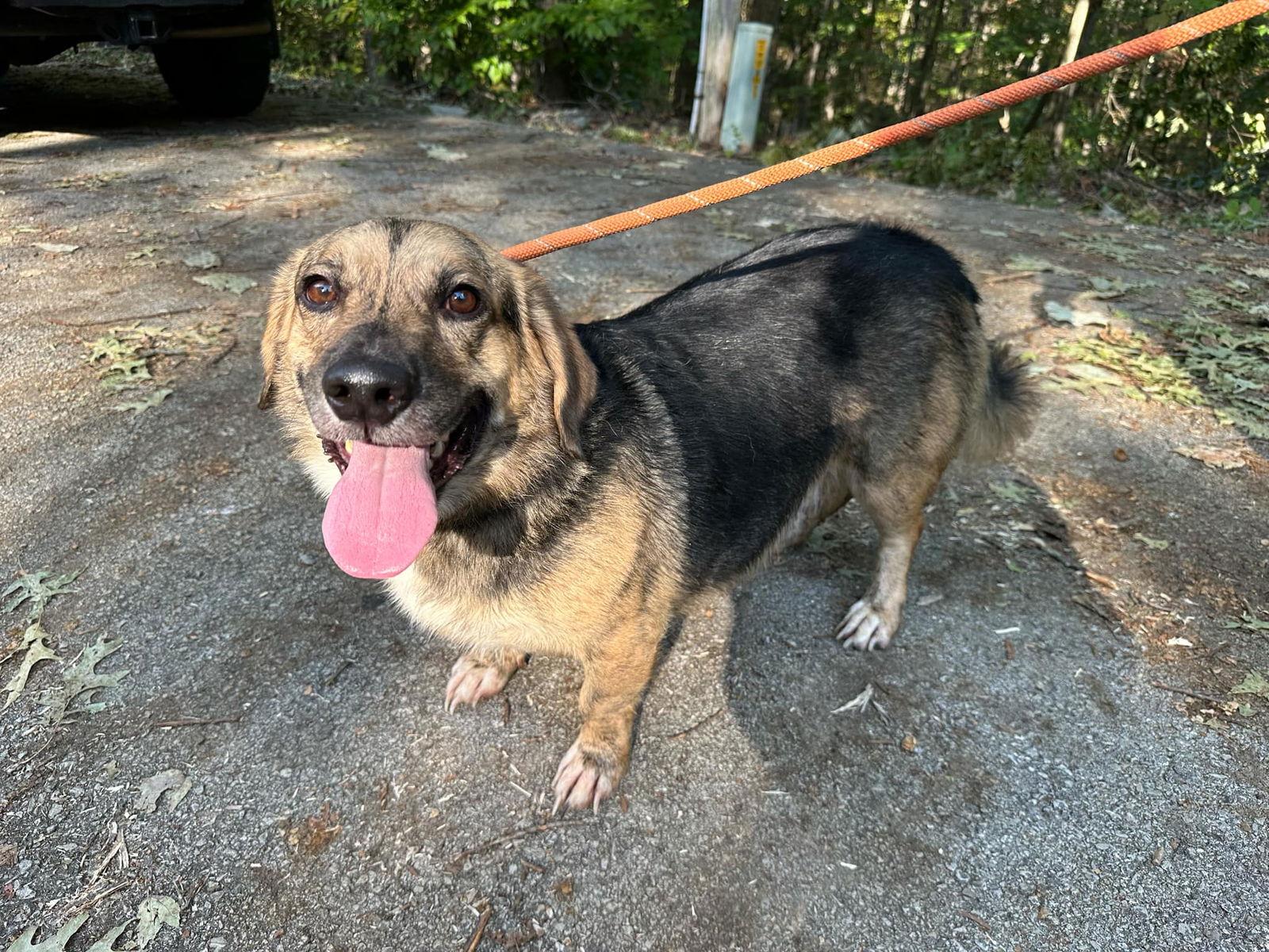 Enlarge Skippy, a Adoptable mixed breed in Frenchburg, KY image 1/3