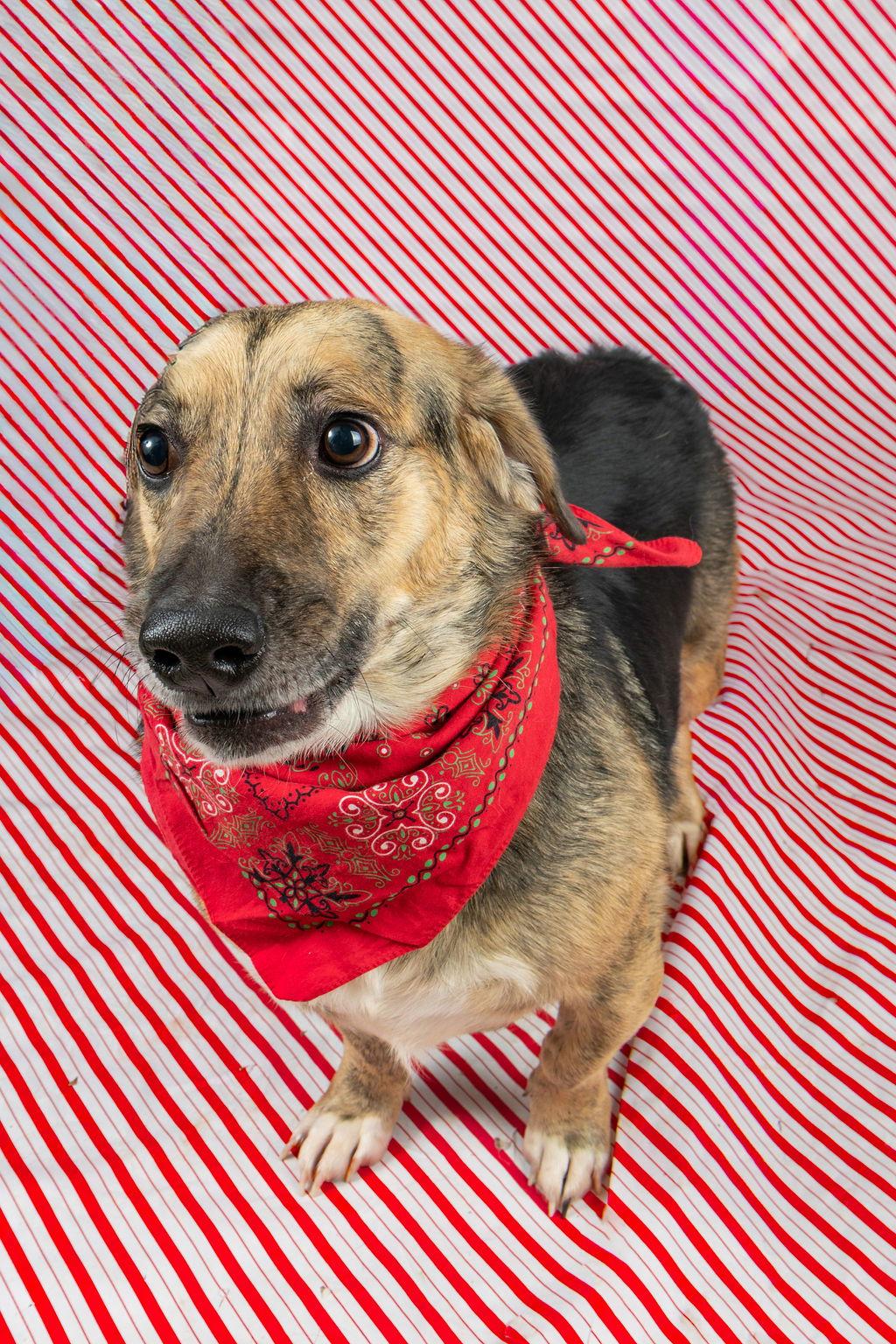 Enlarge Skippy, a Adoptable mixed breed in Frenchburg, KY image 2/3