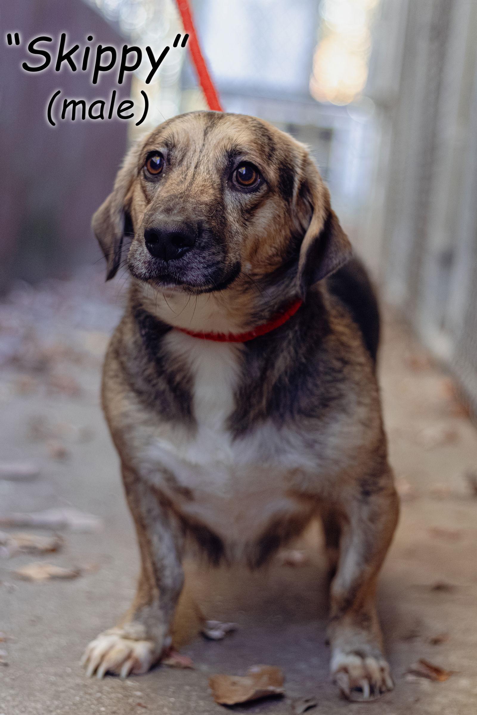 Enlarge Skippy, a Adoptable mixed breed in Frenchburg, KY image 2/3