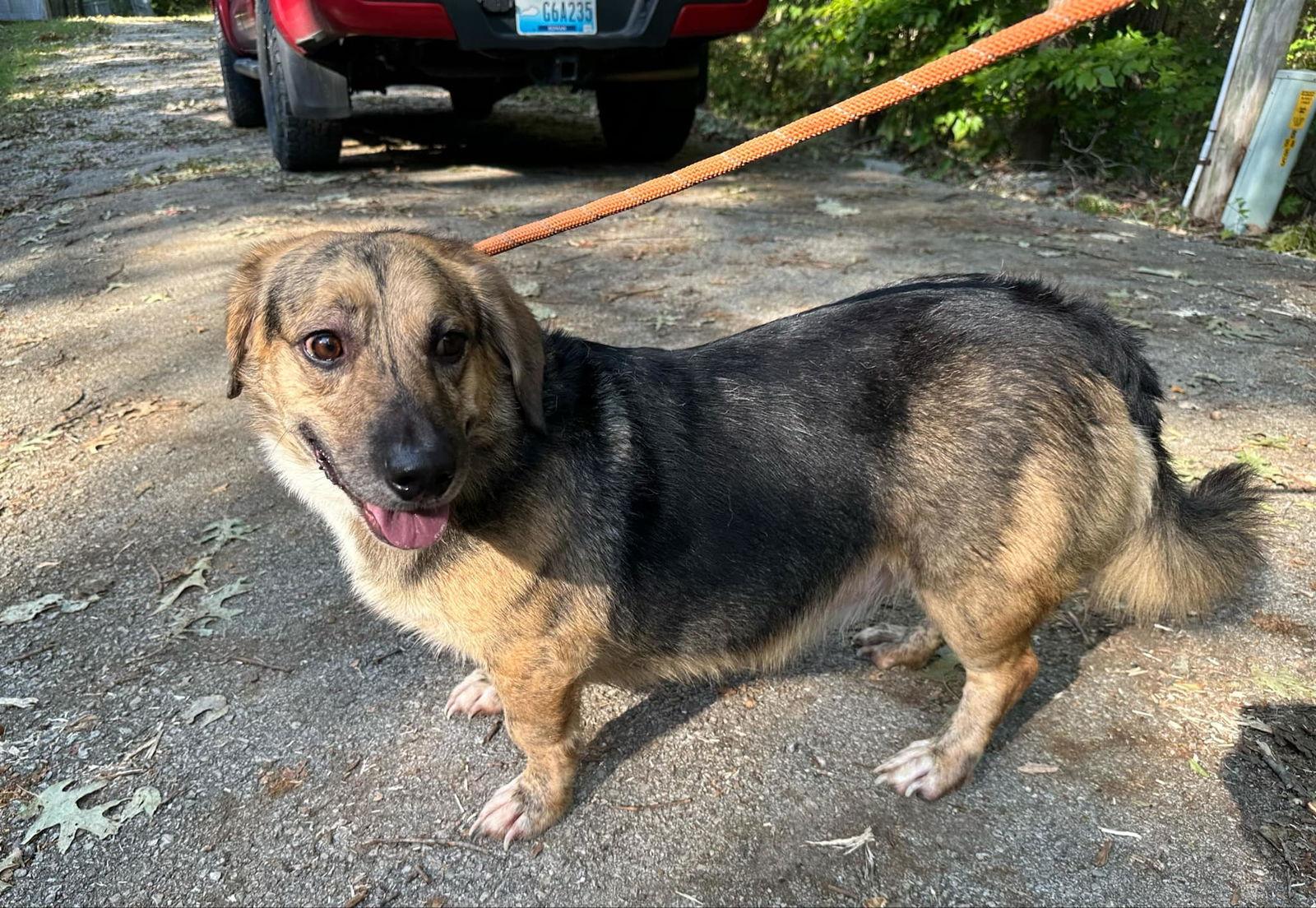 Enlarge Skippy, a Adoptable mixed breed in Frenchburg, KY image 3/3