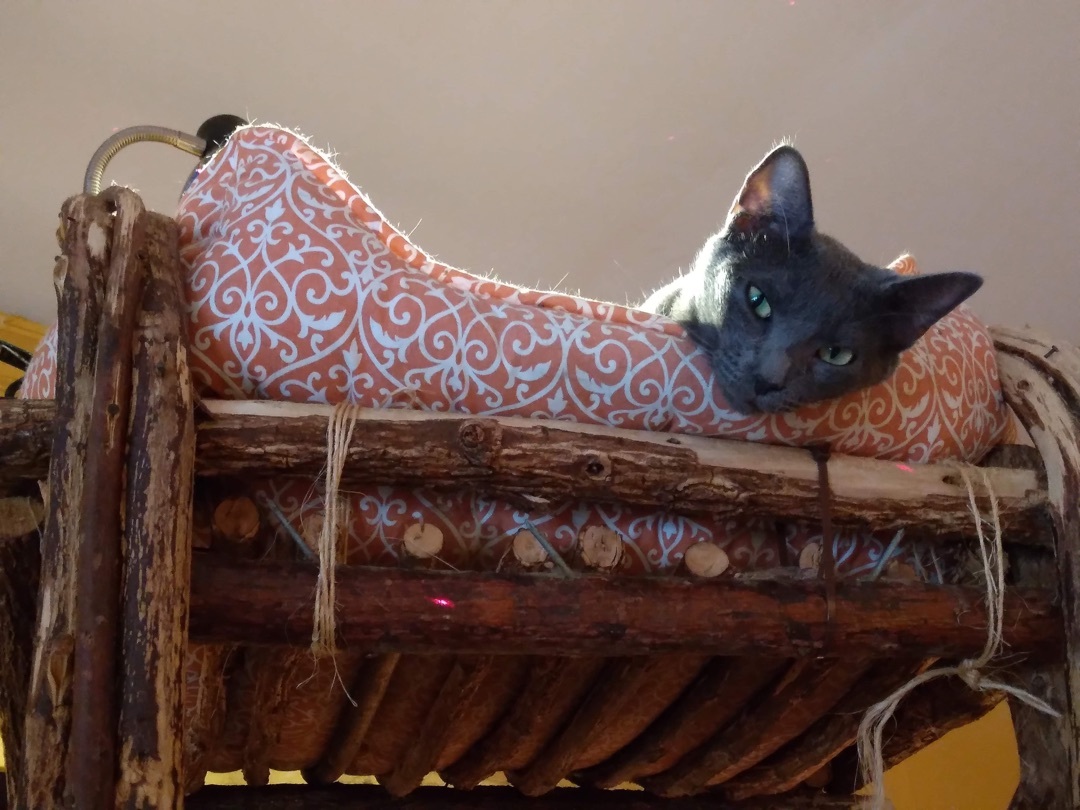 Daphne, Adoptable, Adult Female Russian Blue & Domestic Short Hair.