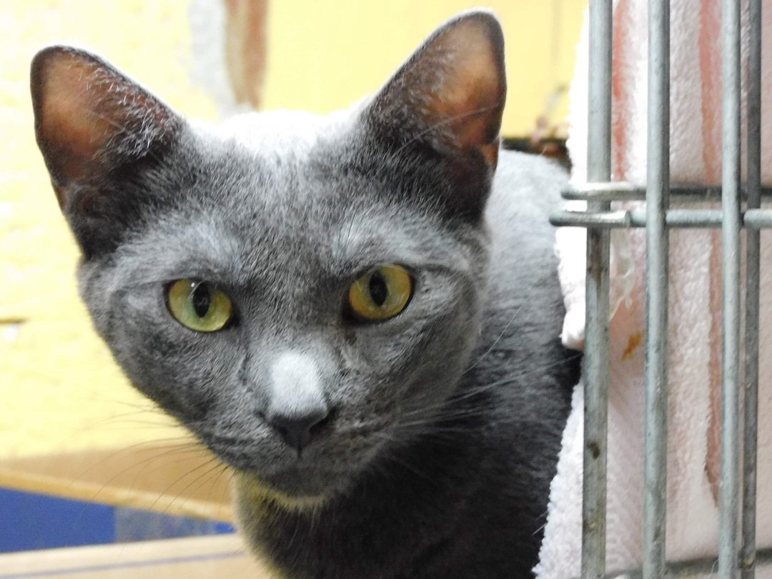 Daphne, a Adoptable mixed breed in Memphis, TN image 2/4