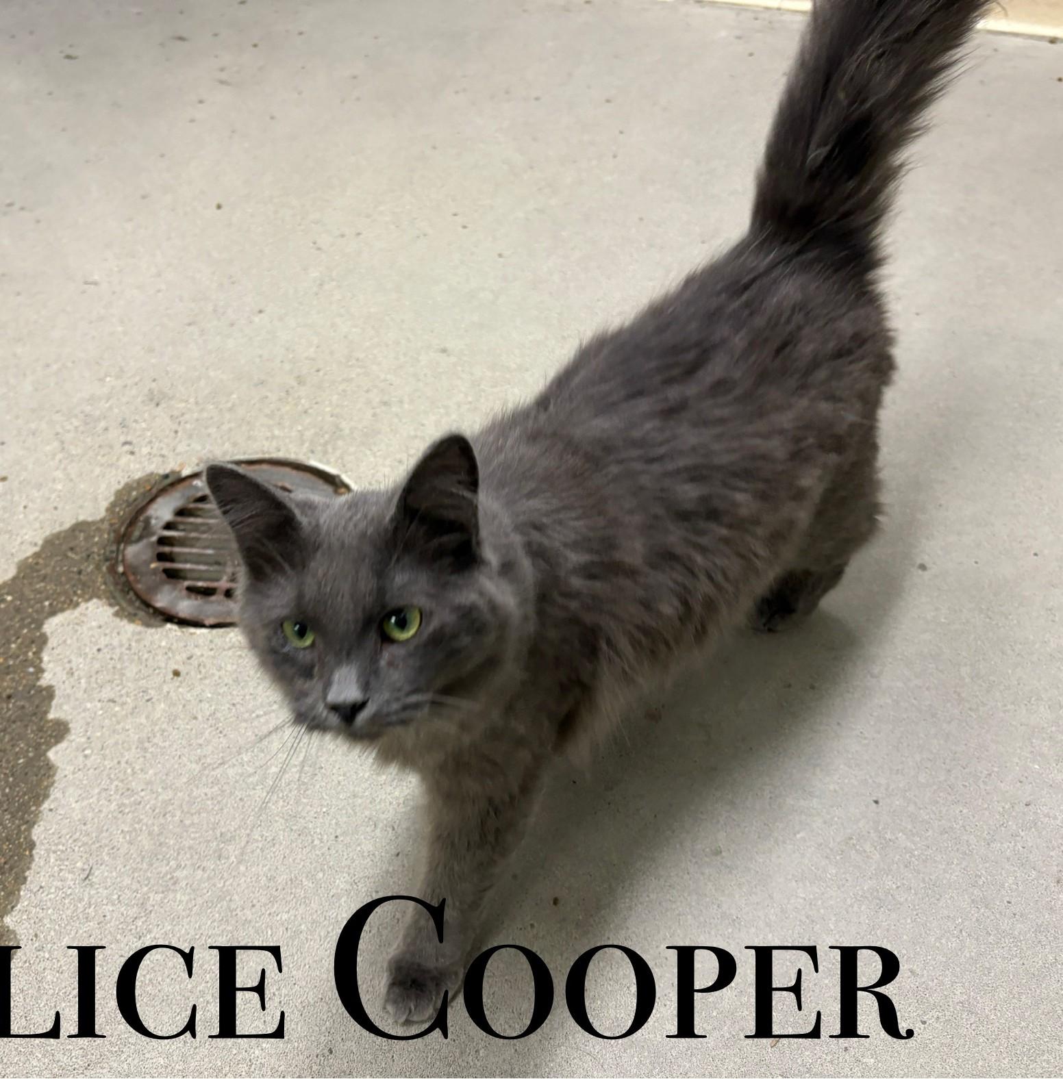 Alice Cooper, an adoptable Domestic Long Hair in Craig, CO, 81625 | Photo Image 1