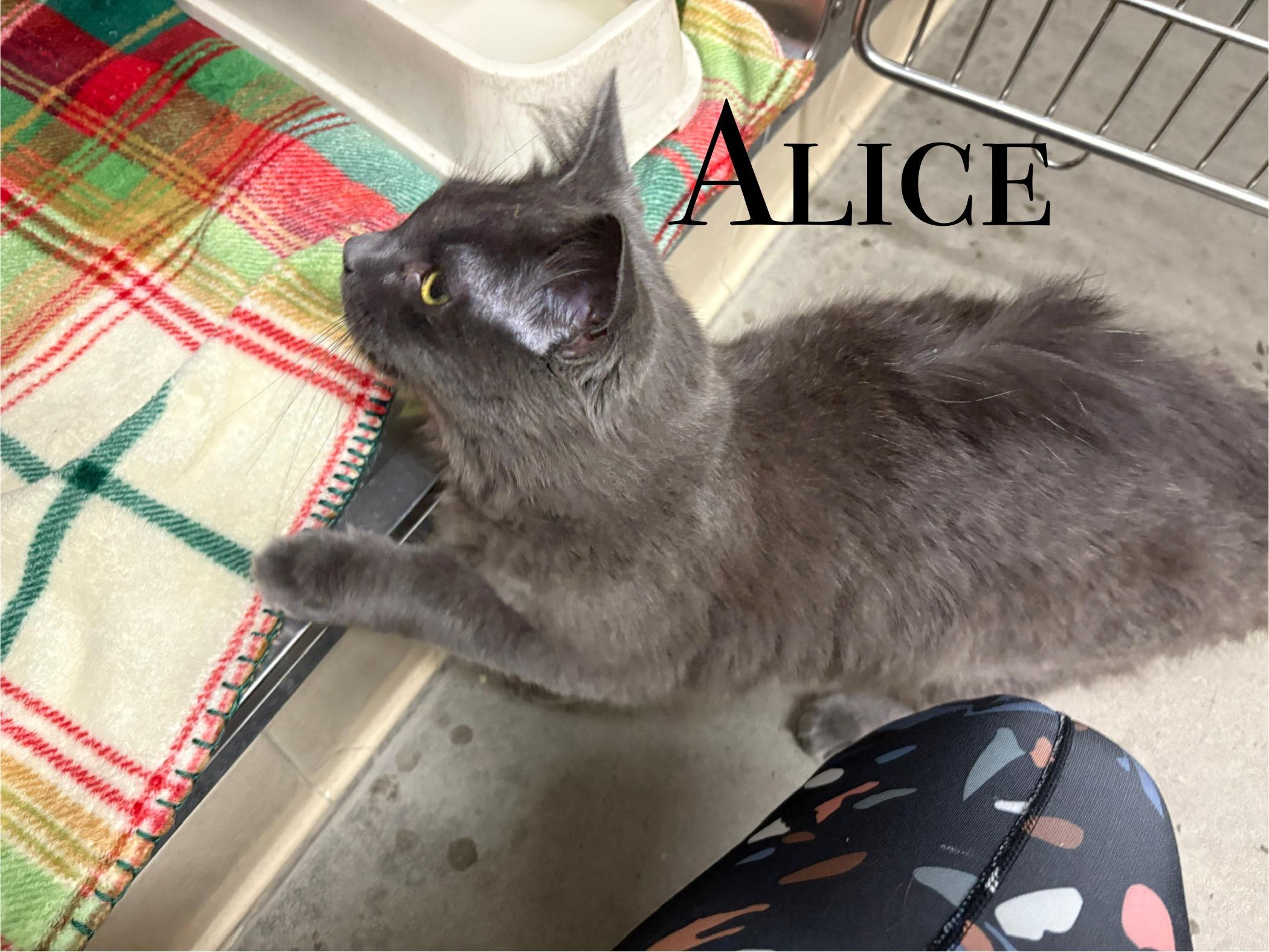 Alice, an adoptable Domestic Long Hair in Craig, CO, 81625 | Photo Image 1