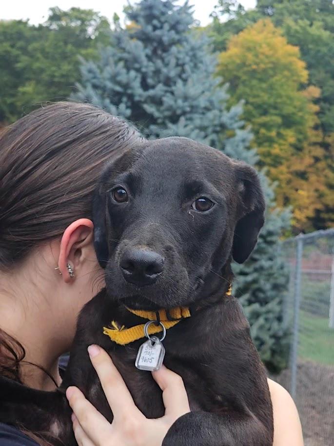 Enlarge Pugsley, a Adoptable mixed breed in Ringwood, NJ image 2/6
