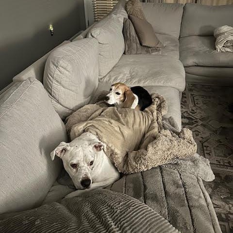 Jazz — thumbnail 2