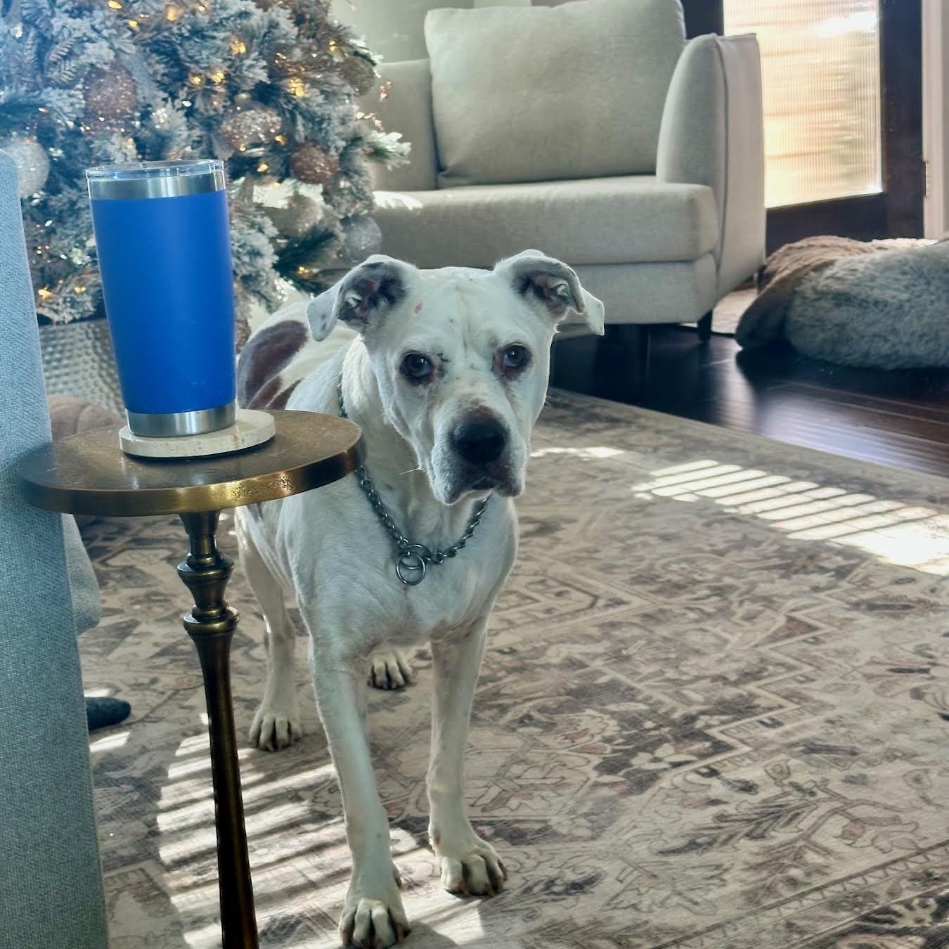 Jazz — thumbnail 3