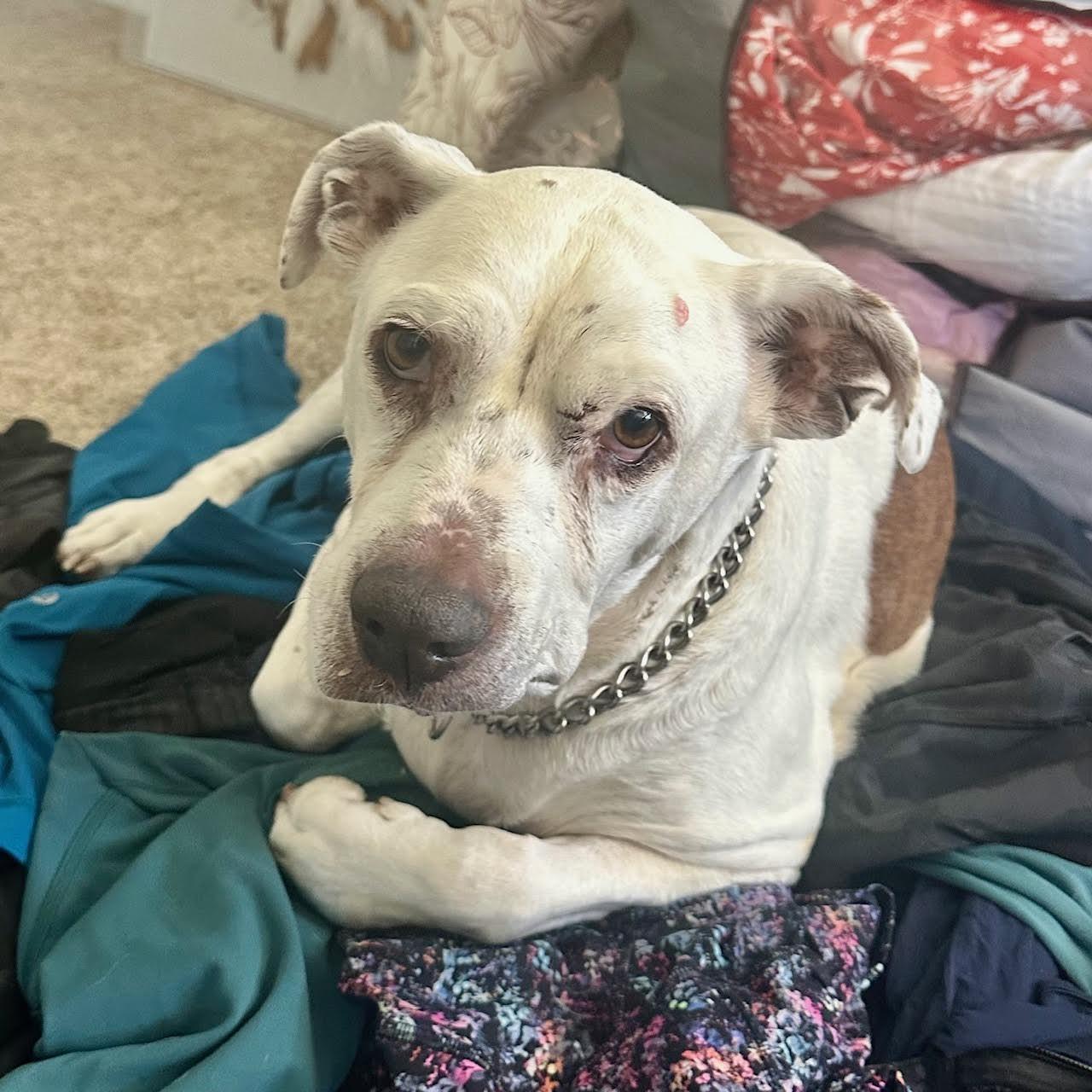 Jazz — thumbnail 4