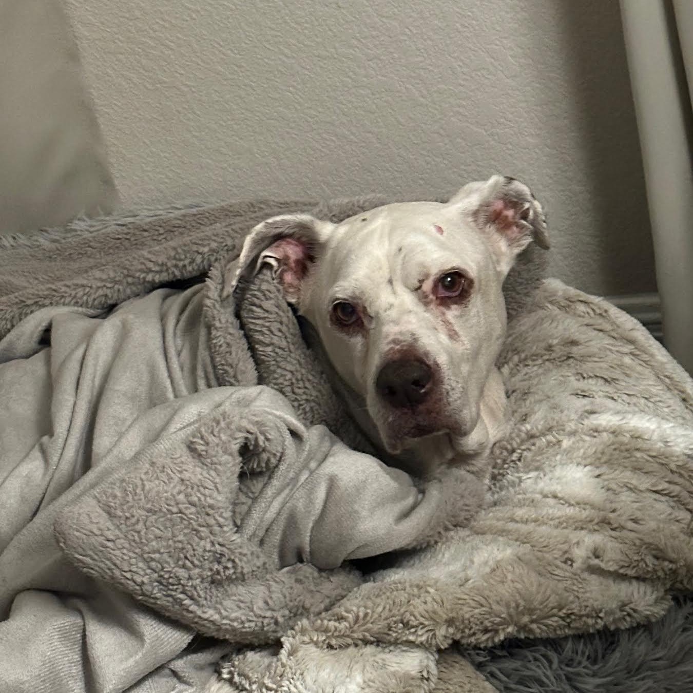 Jazz — thumbnail 5