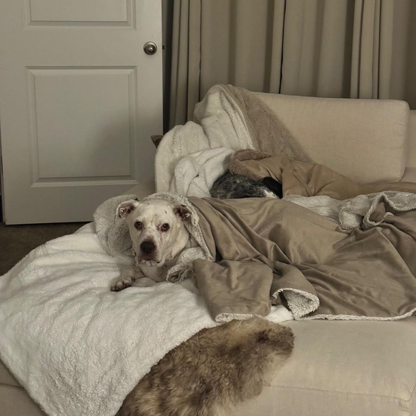 Jazz — thumbnail 6