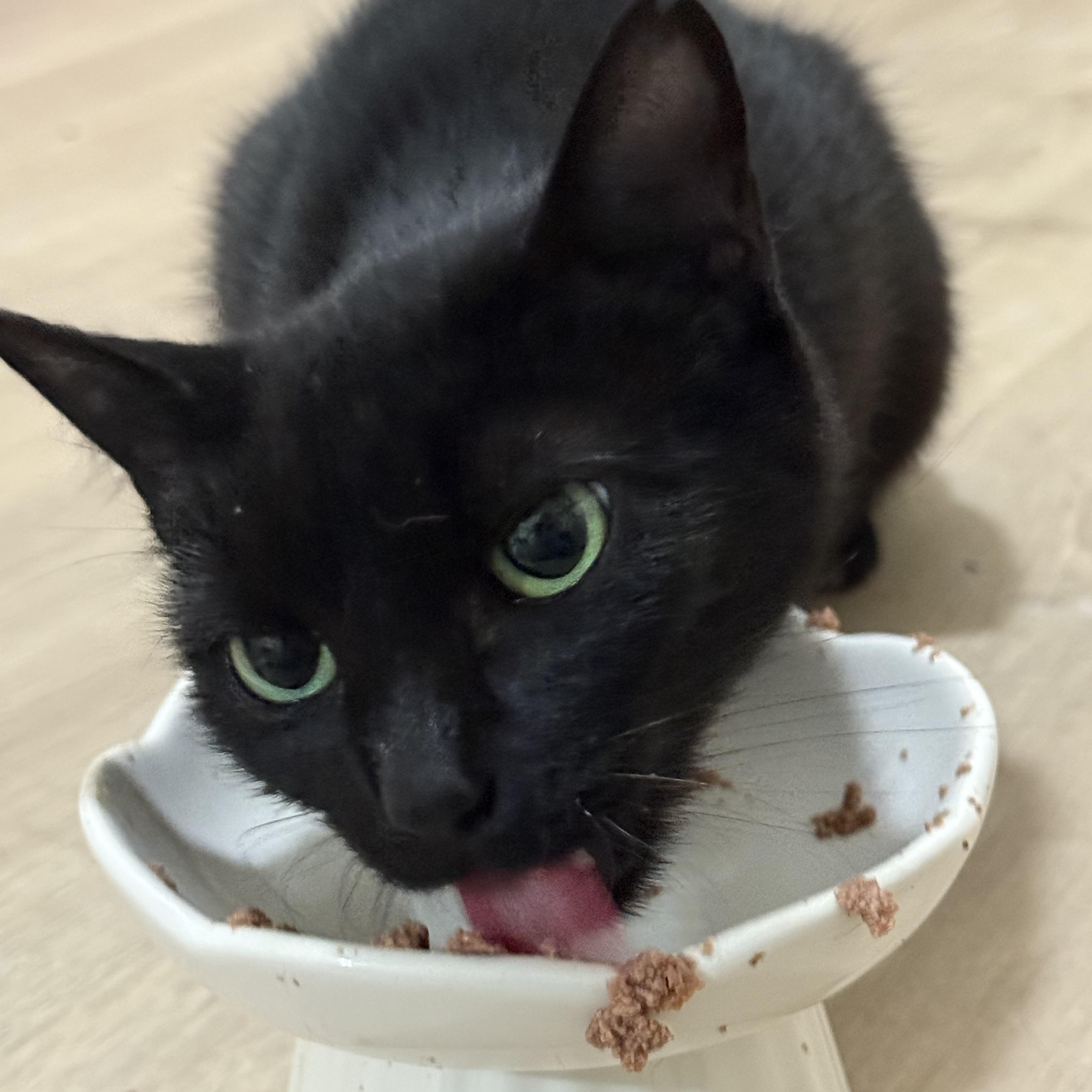 Enlarge Fern, a Adoptable Domestic Short Hair in Memphis, TN image 6/6