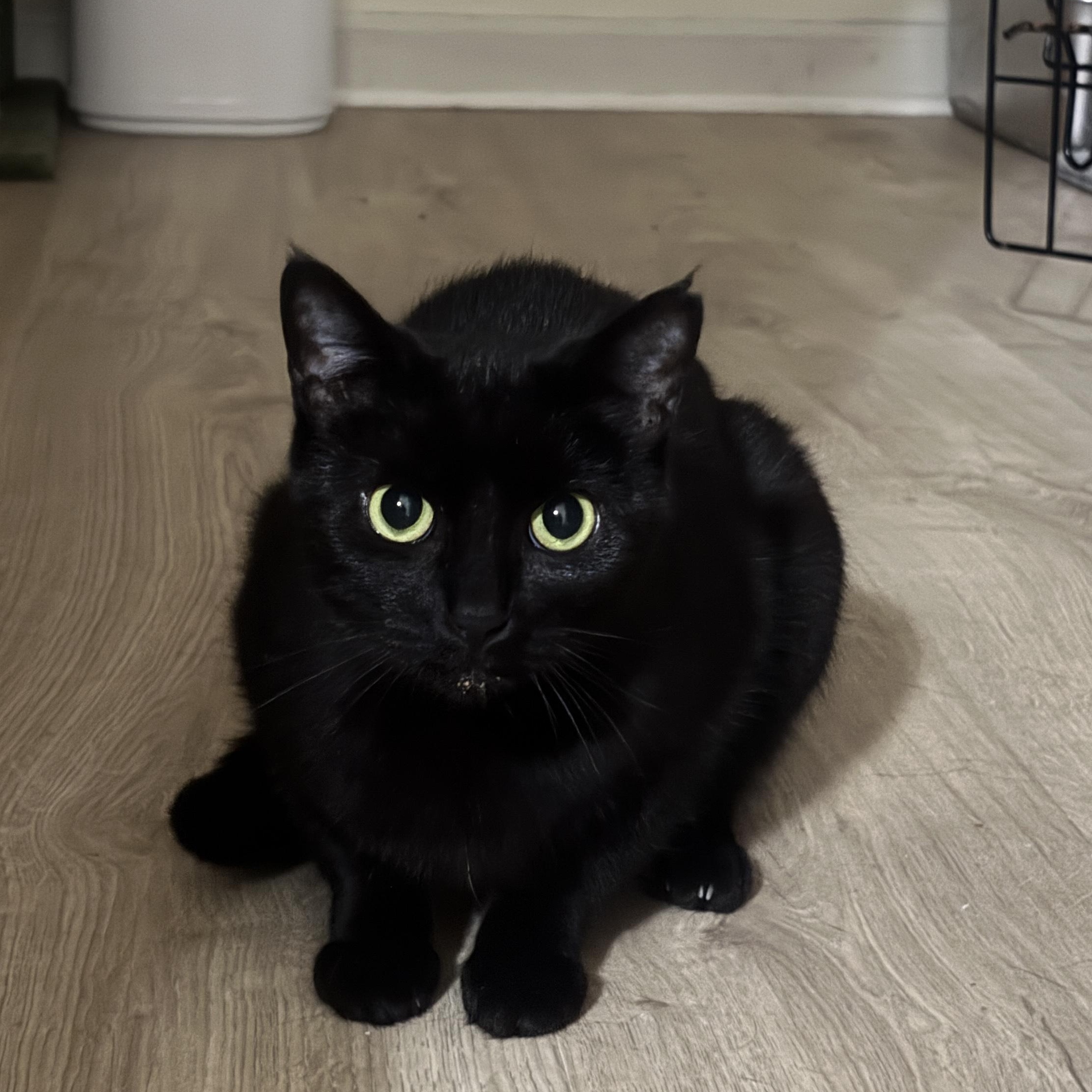 Enlarge Fern, a Adoptable Domestic Short Hair in Memphis, TN image 2/6