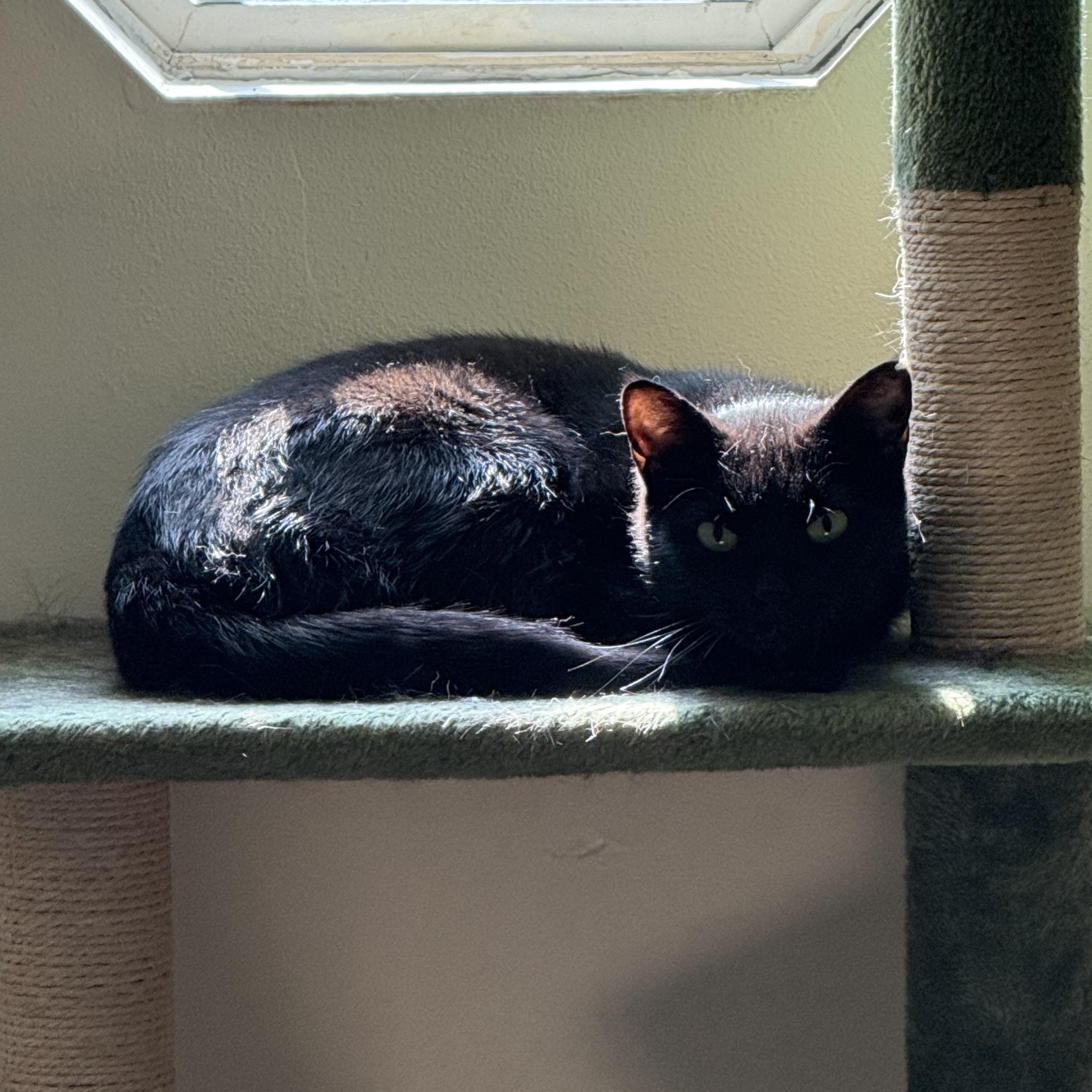Enlarge Fern, a Adoptable Domestic Short Hair in Memphis, TN image 3/6