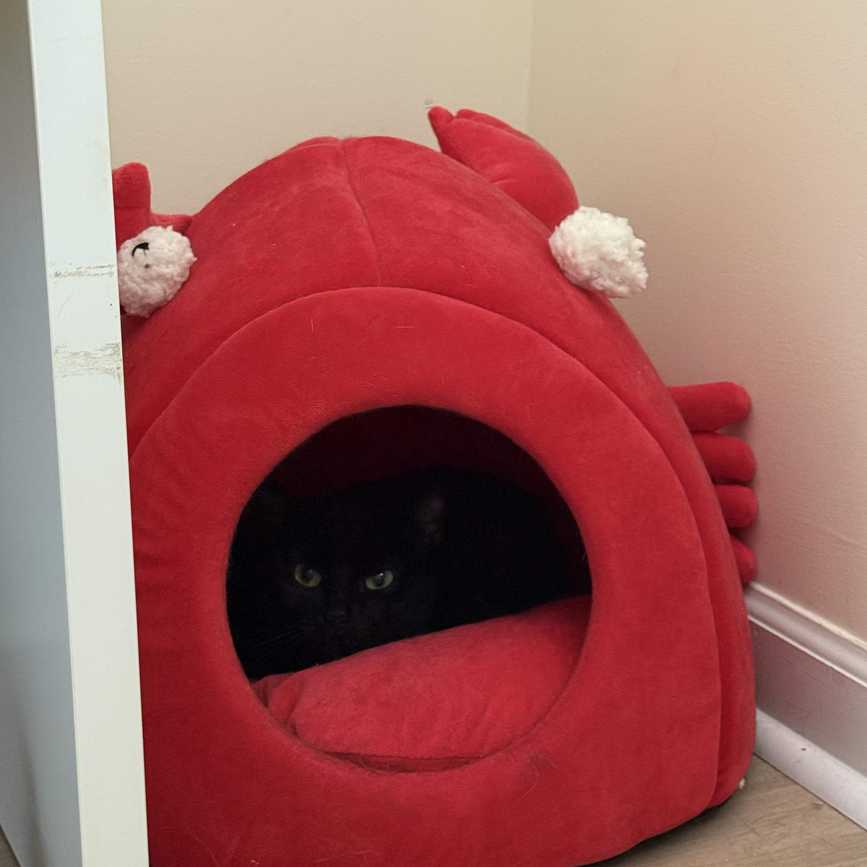Enlarge Fern, a Adoptable Domestic Short Hair in Memphis, TN image 5/6