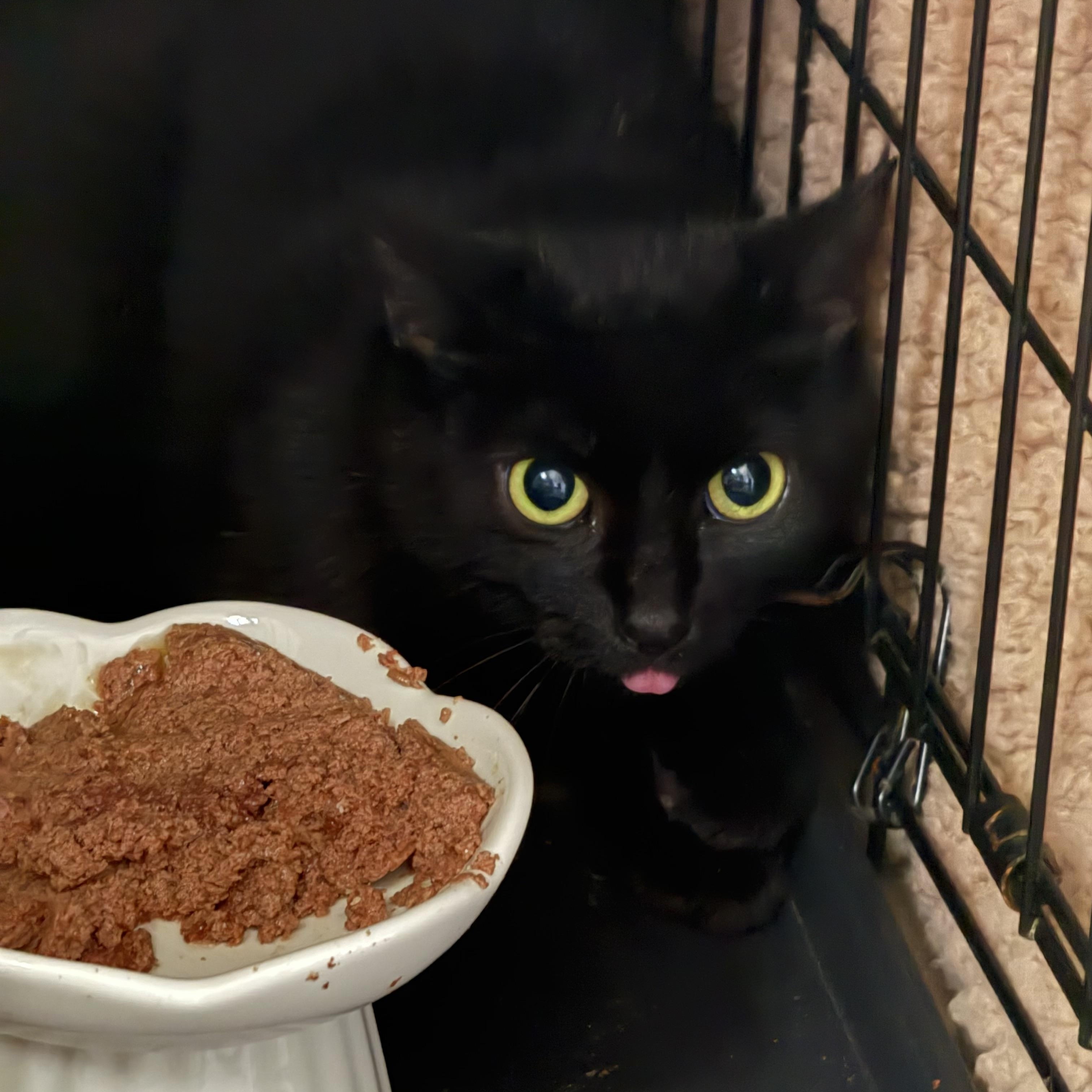 Fern, Adoptable, Young Female Domestic Short Hair.