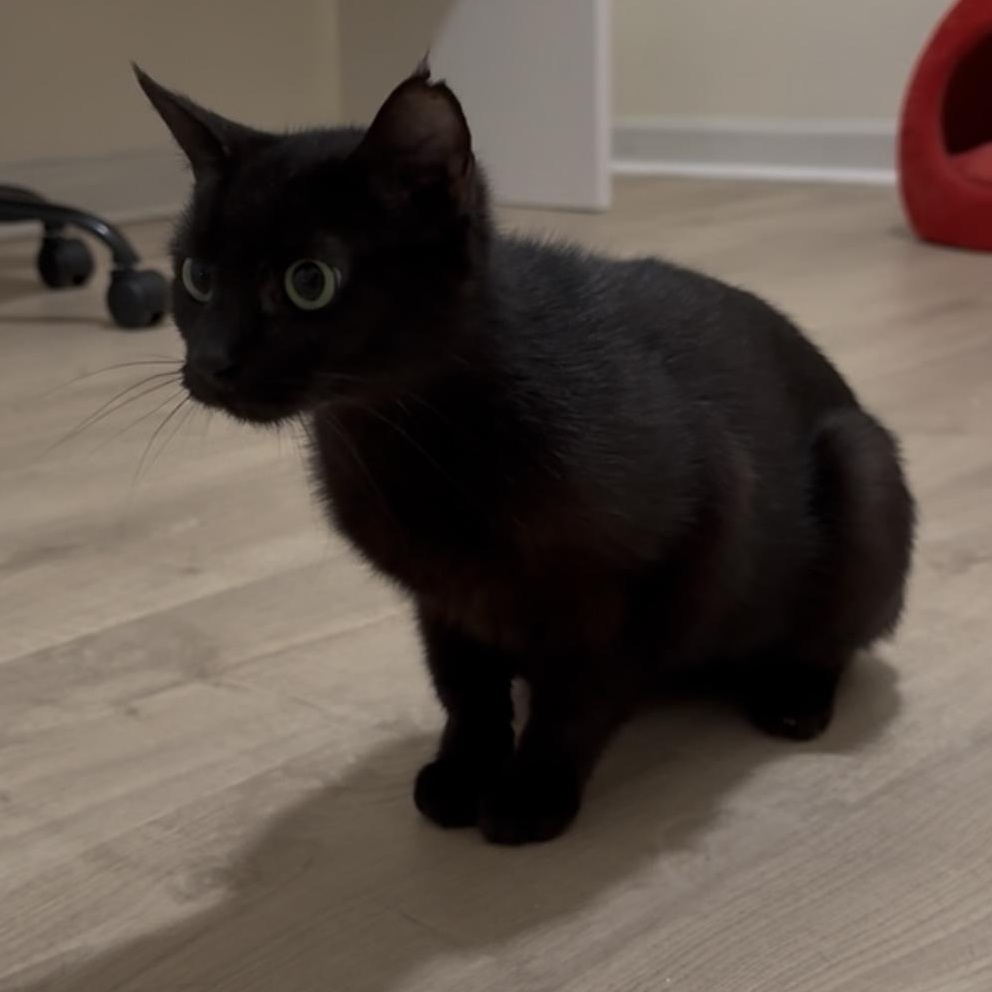 Enlarge Fern, a Adoptable Domestic Short Hair in Memphis, TN image 4/6