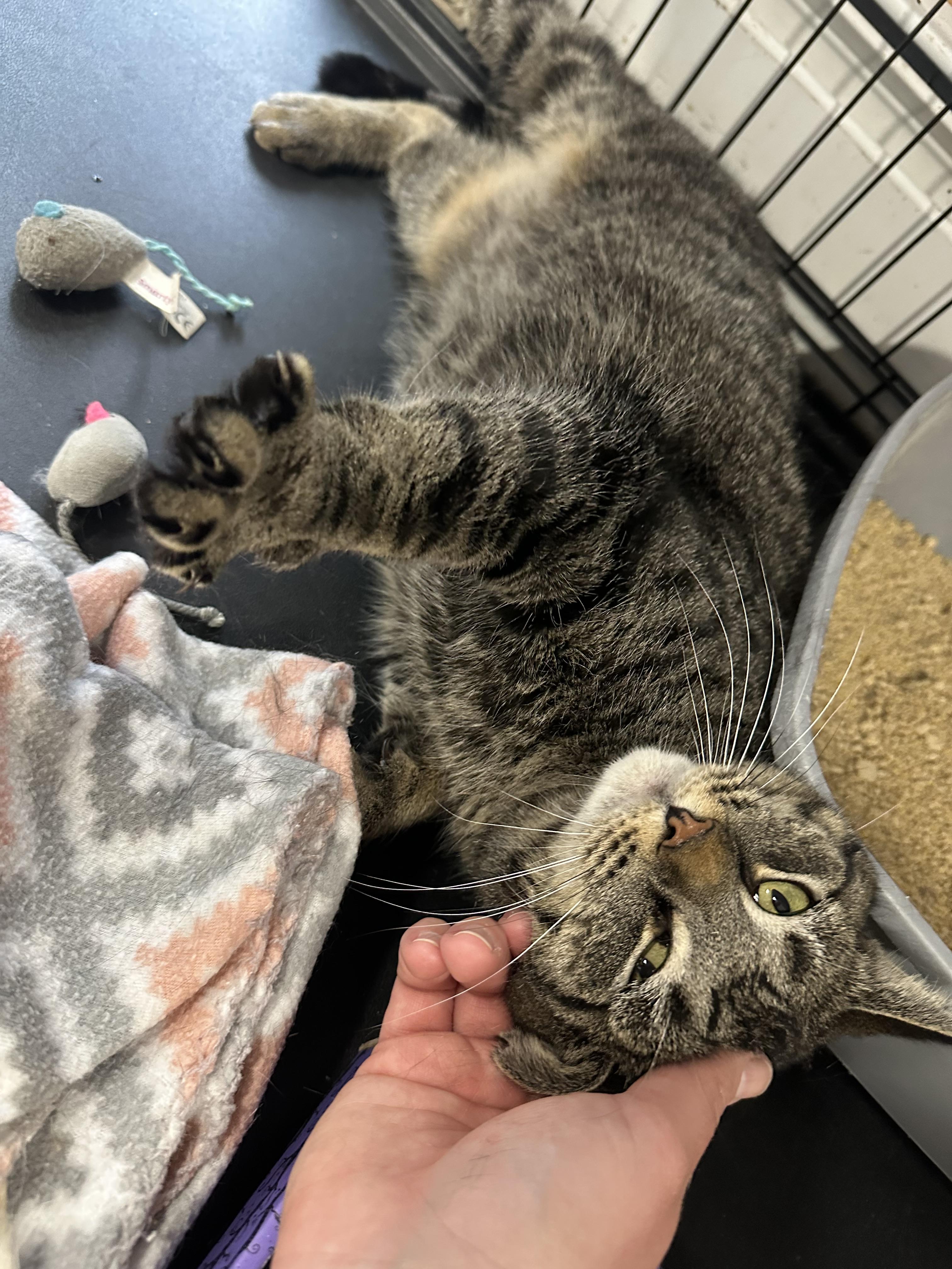 Enlarge Frank, a ADOPTABLE Tabby in Pleasantville, NJ image 3/5