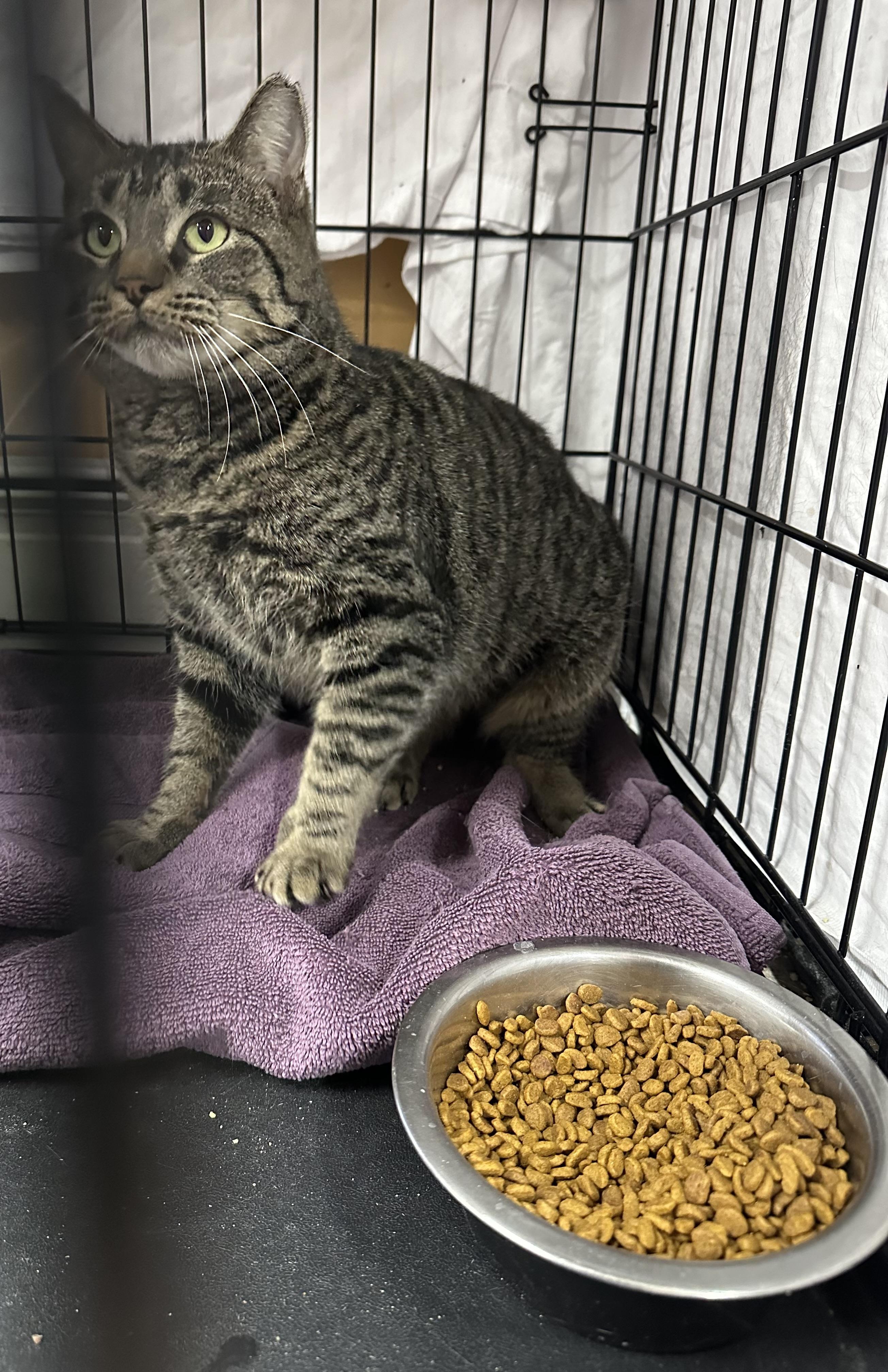 Enlarge Frank, a ADOPTABLE Tabby in Pleasantville, NJ image 2/2