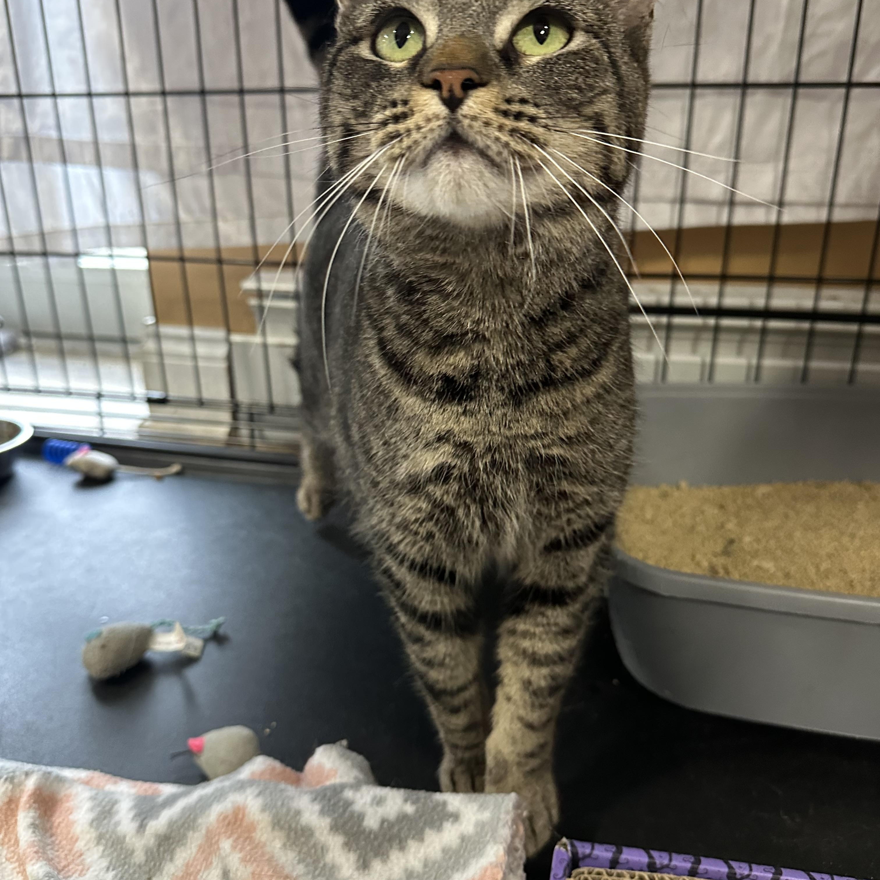 Enlarge Frank, a ADOPTABLE Tabby in Pleasantville, NJ image 4/5