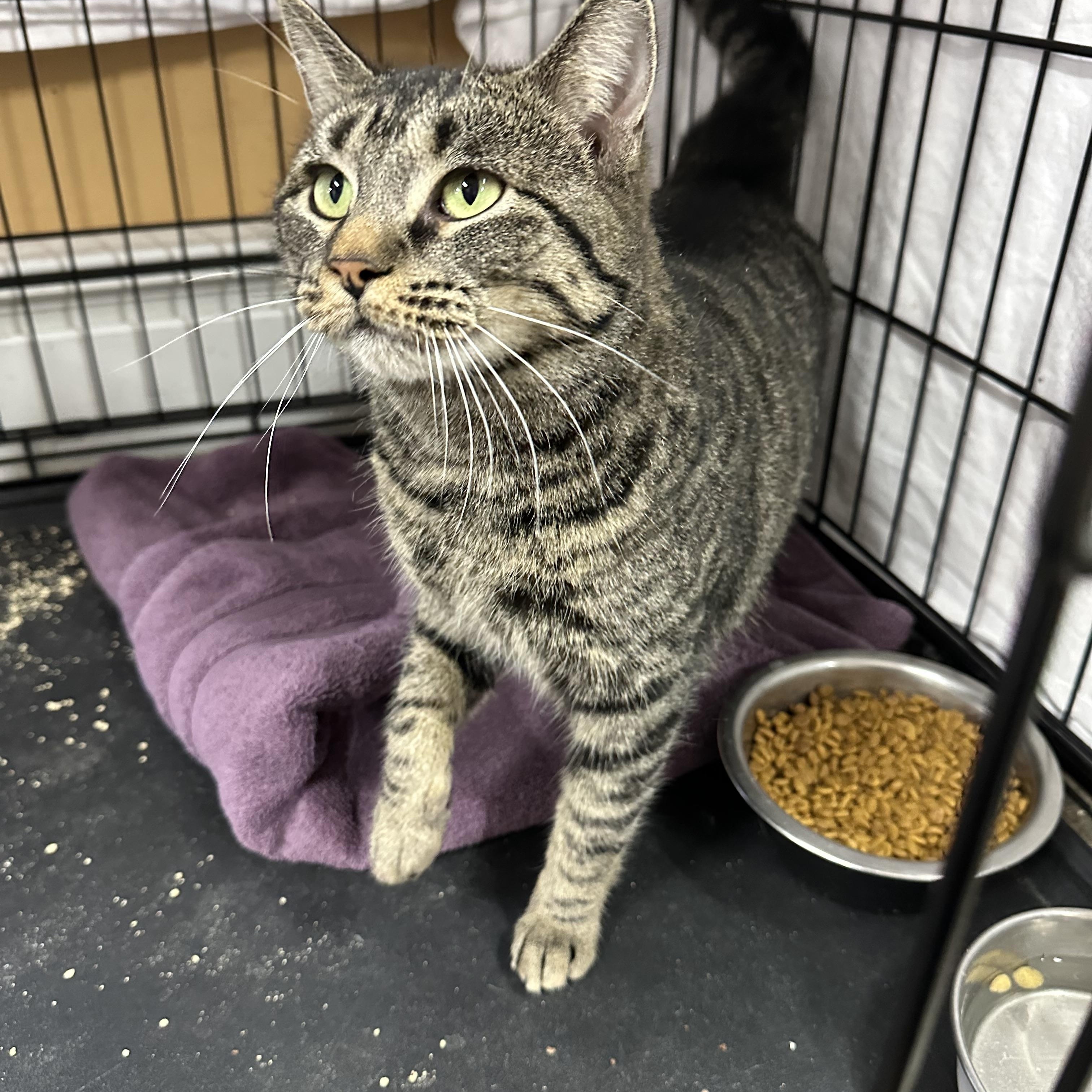 Enlarge Frank, a ADOPTABLE Tabby in Pleasantville, NJ image 1/2