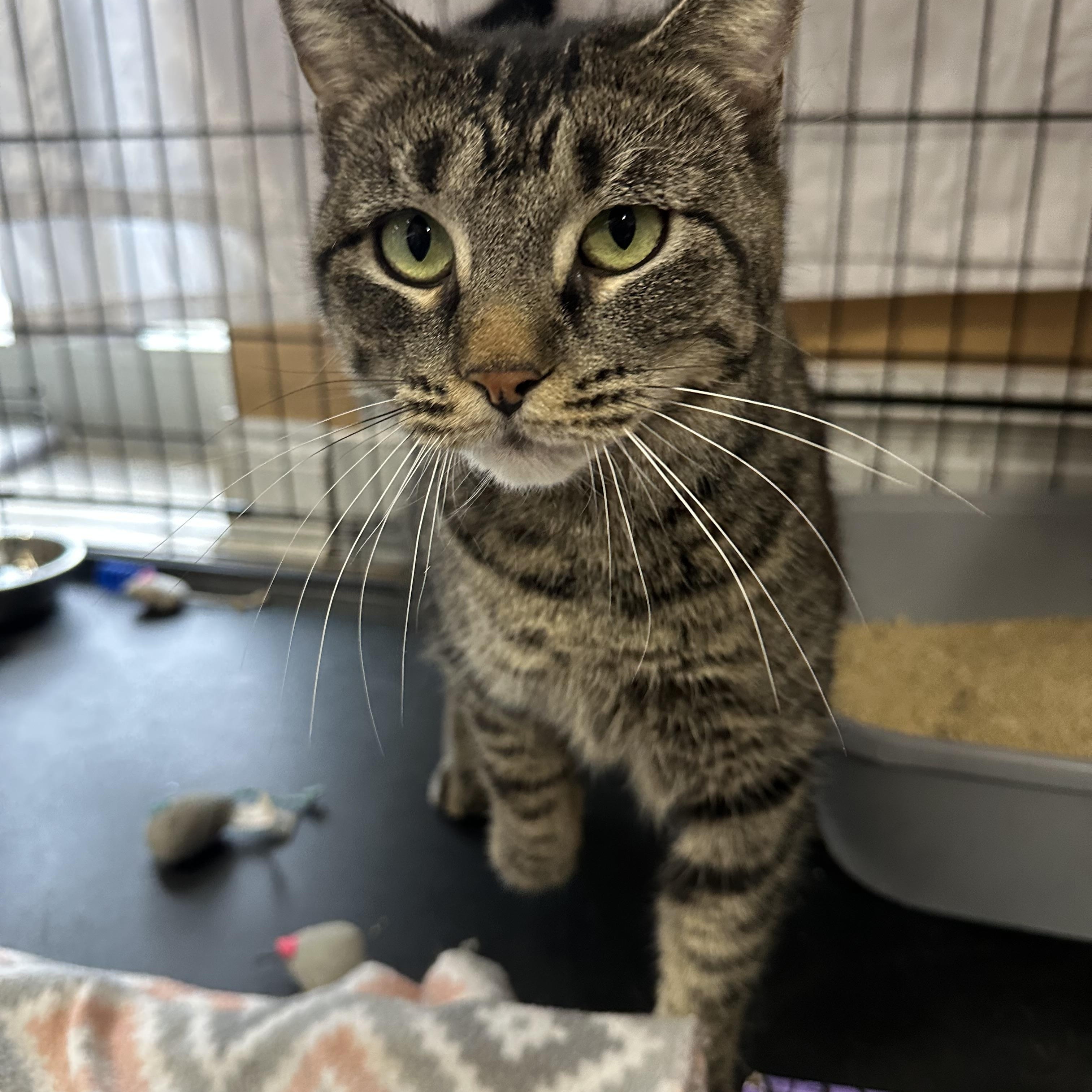 Enlarge Frank, a ADOPTABLE Tabby in Pleasantville, NJ image 5/5