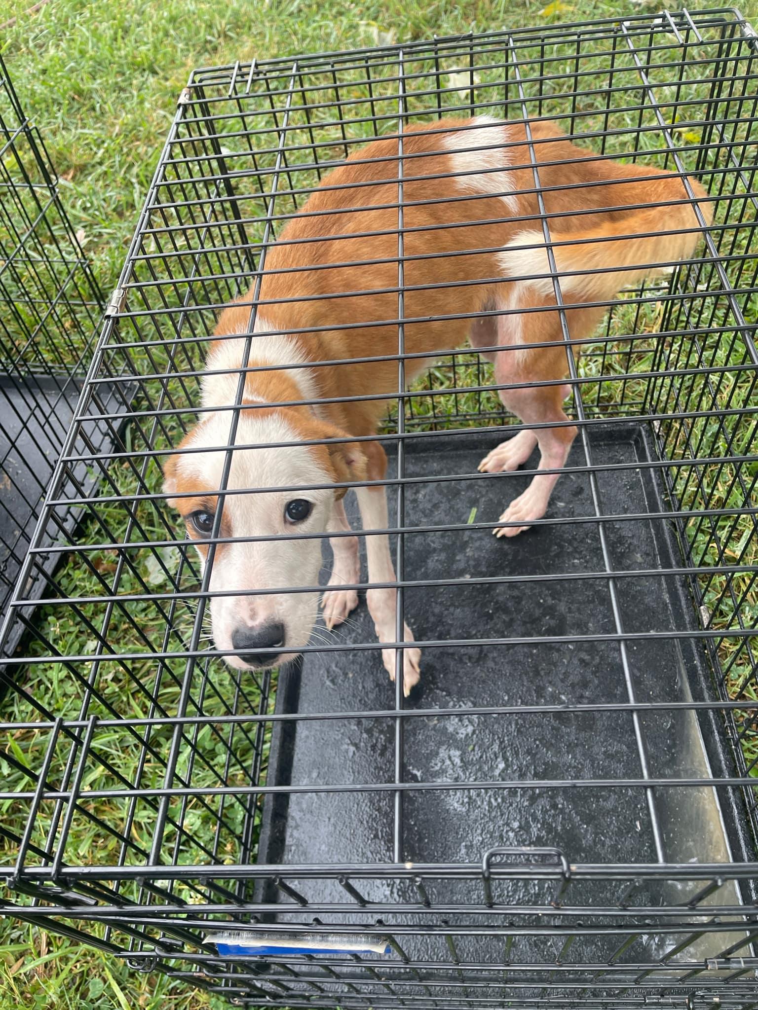 Little Red, Adopted, Adult Male Beagle.