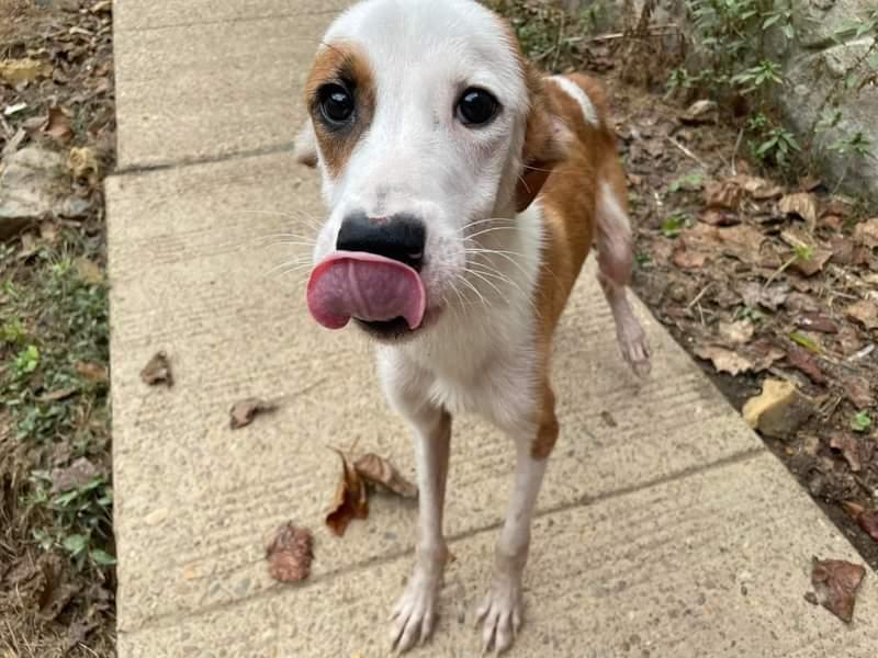 Enlarge Little Red, a Adopted mixed breed in Oak Ridge, TN image 2/6