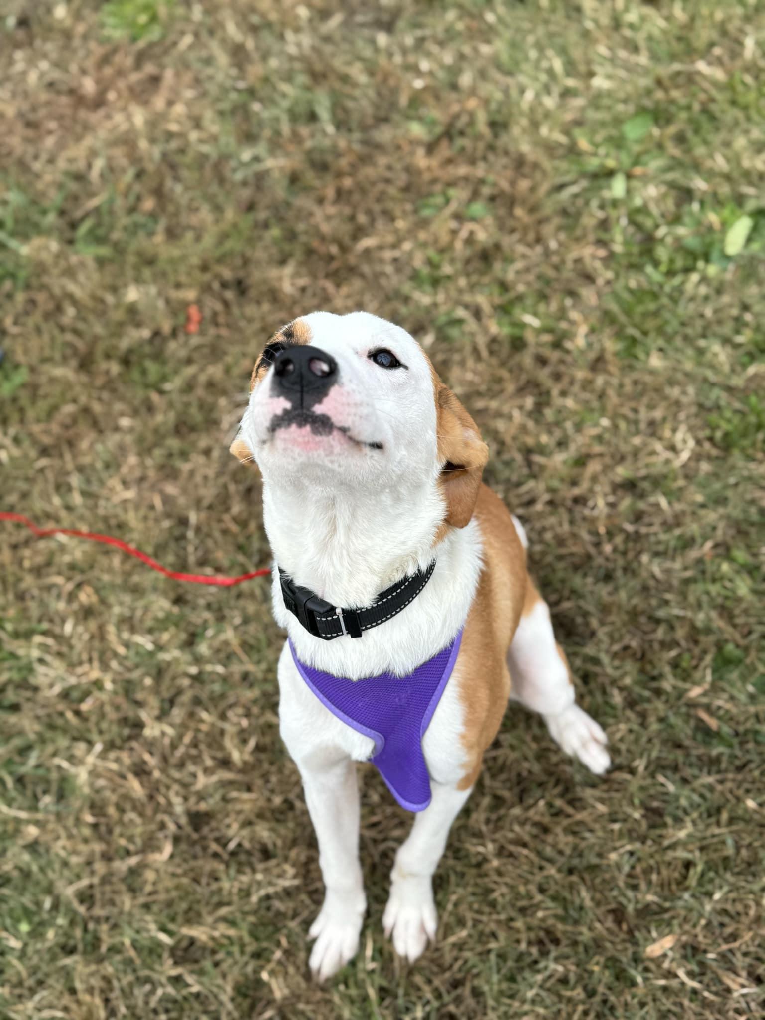 Enlarge Little Red, a Adopted mixed breed in Oak Ridge, TN image 3/6