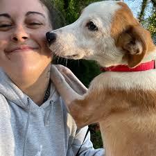 Little Red, Adopted, Adult Male Beagle.