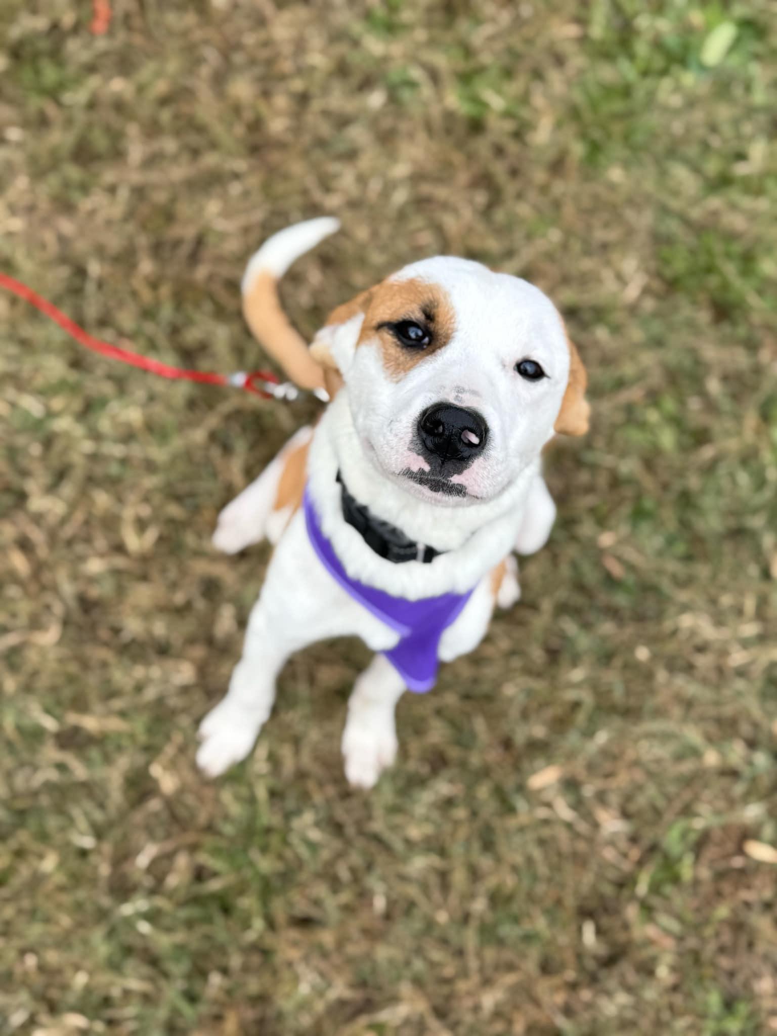 Enlarge Little Red, a Adopted mixed breed in Oak Ridge, TN image 5/6