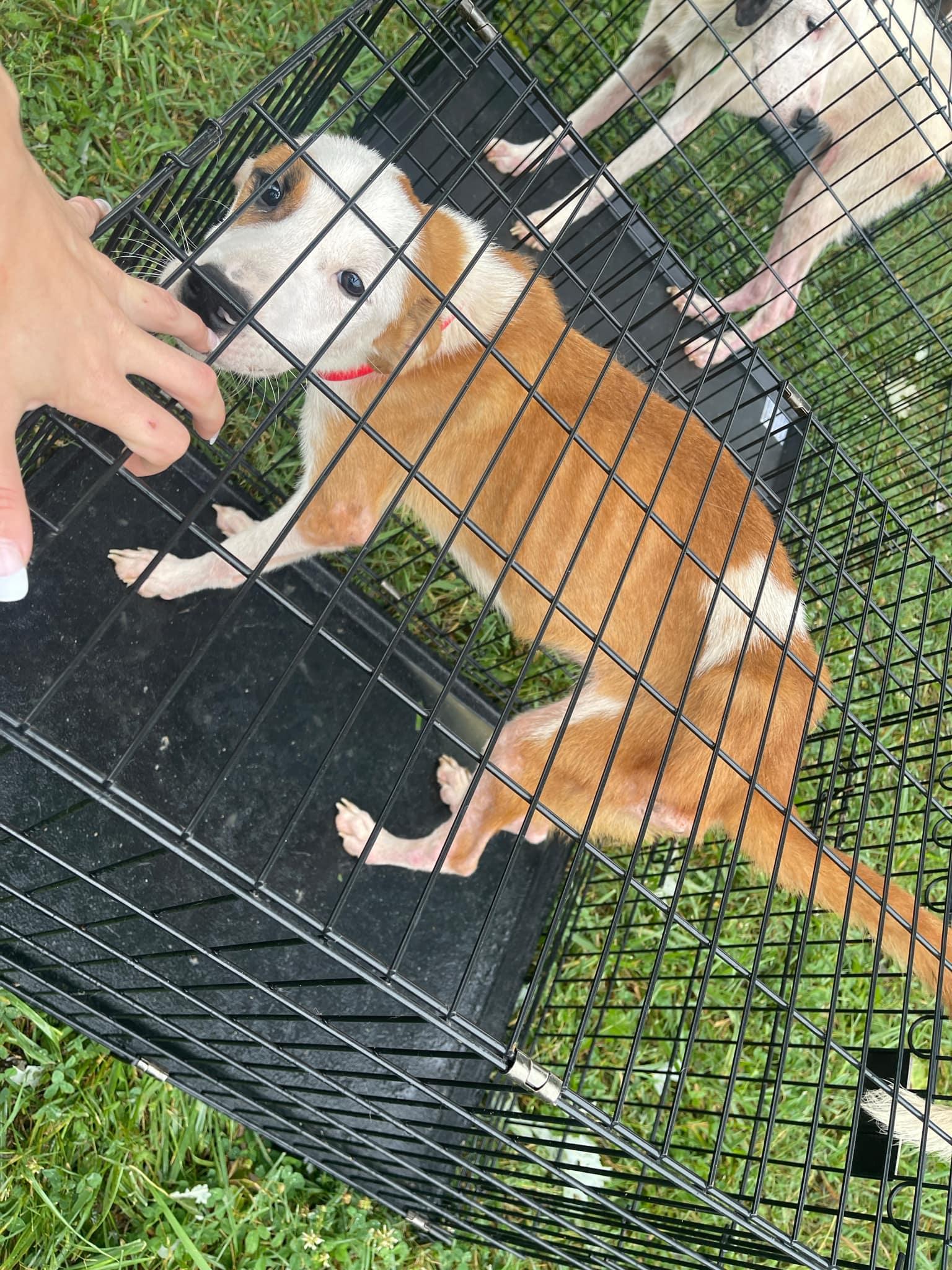 Enlarge Little Red, a Adopted mixed breed in Oak Ridge, TN image 6/6